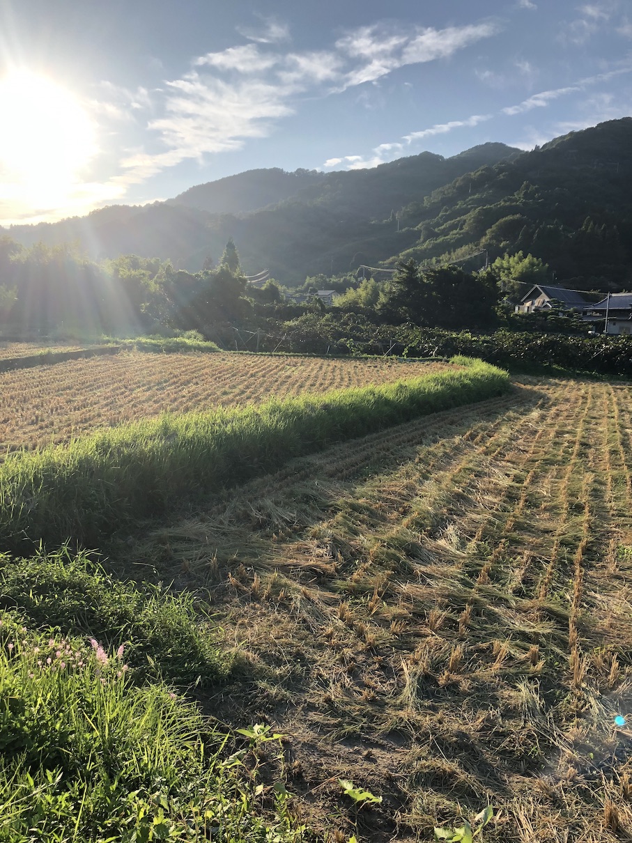 今年の稲刈りも無事に終了！