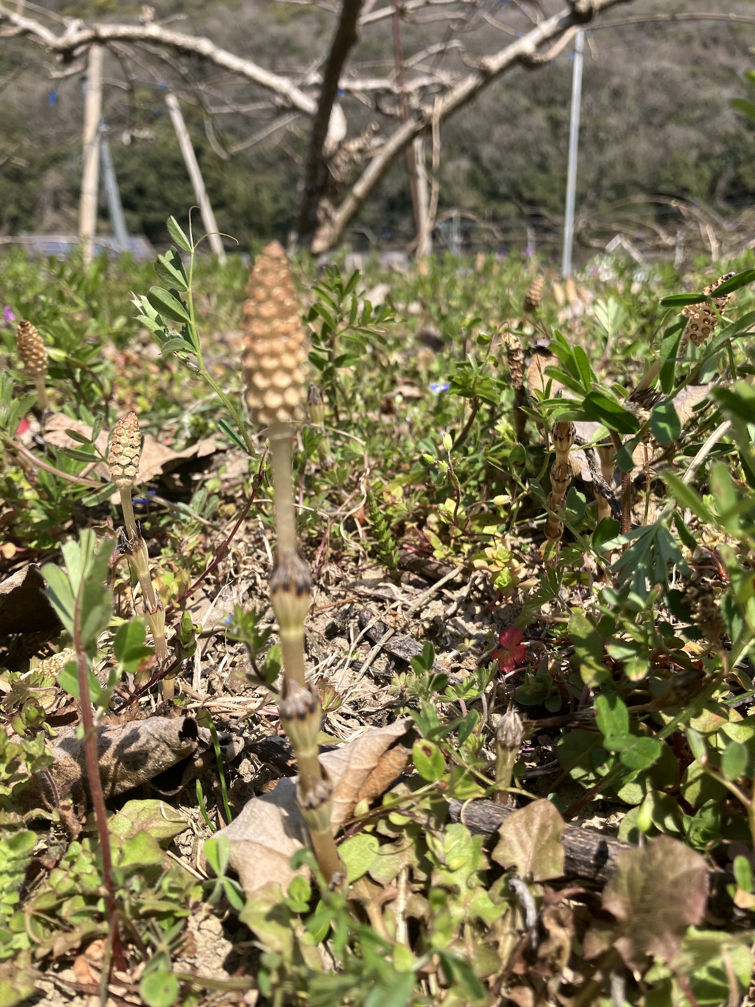 土筆も顔を出し始めました✨