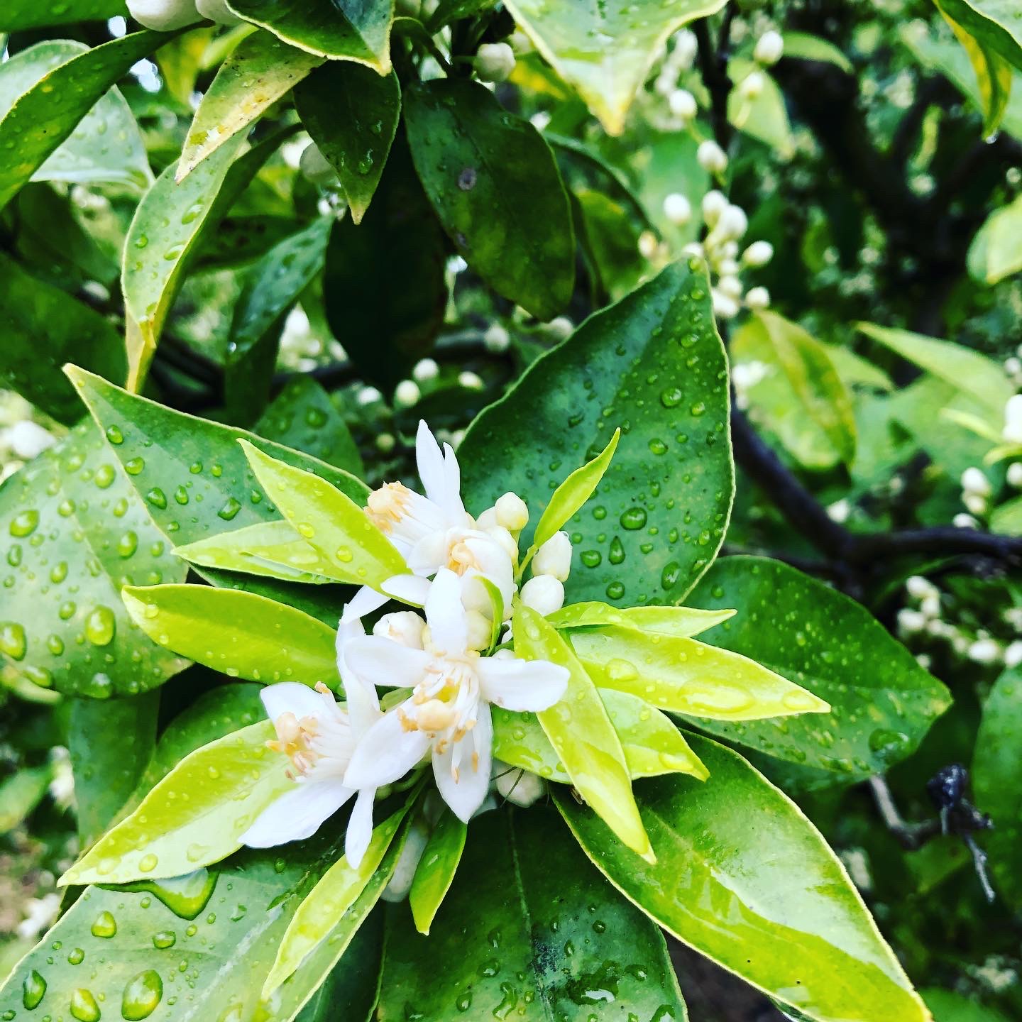 みかんの花が咲き始めました〜🌼🍊