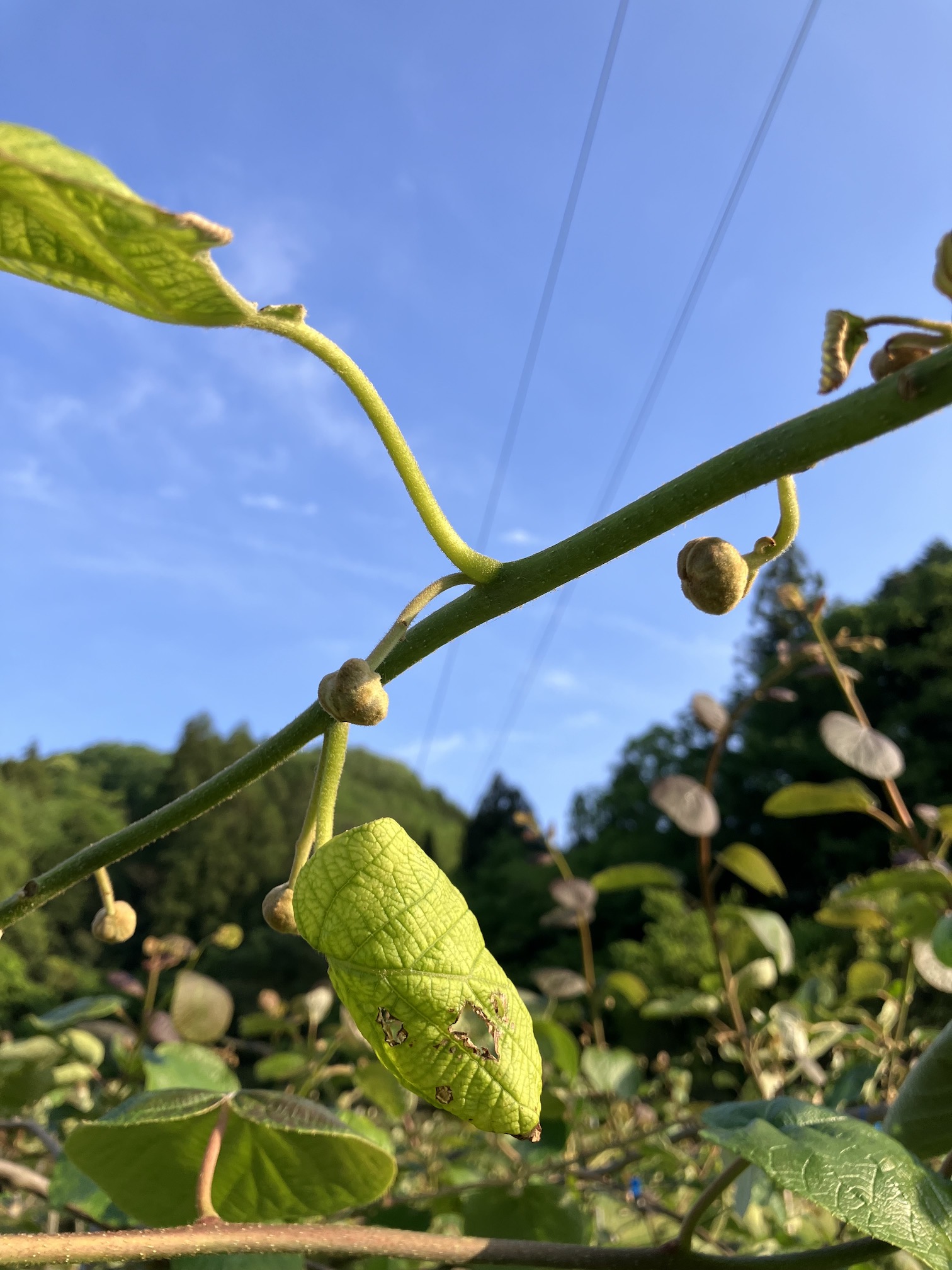 キウイの開花は今年は遅め