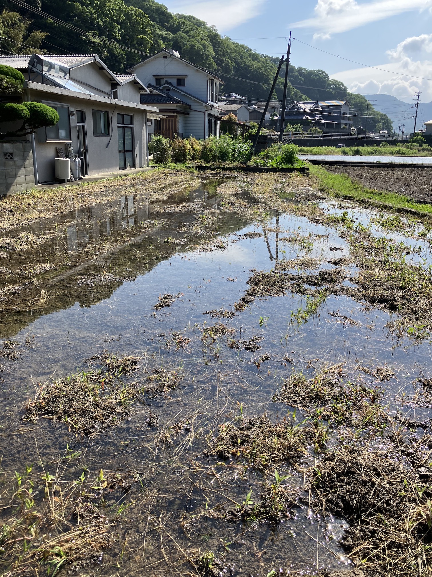 田植えの準備も🧑‍🌾