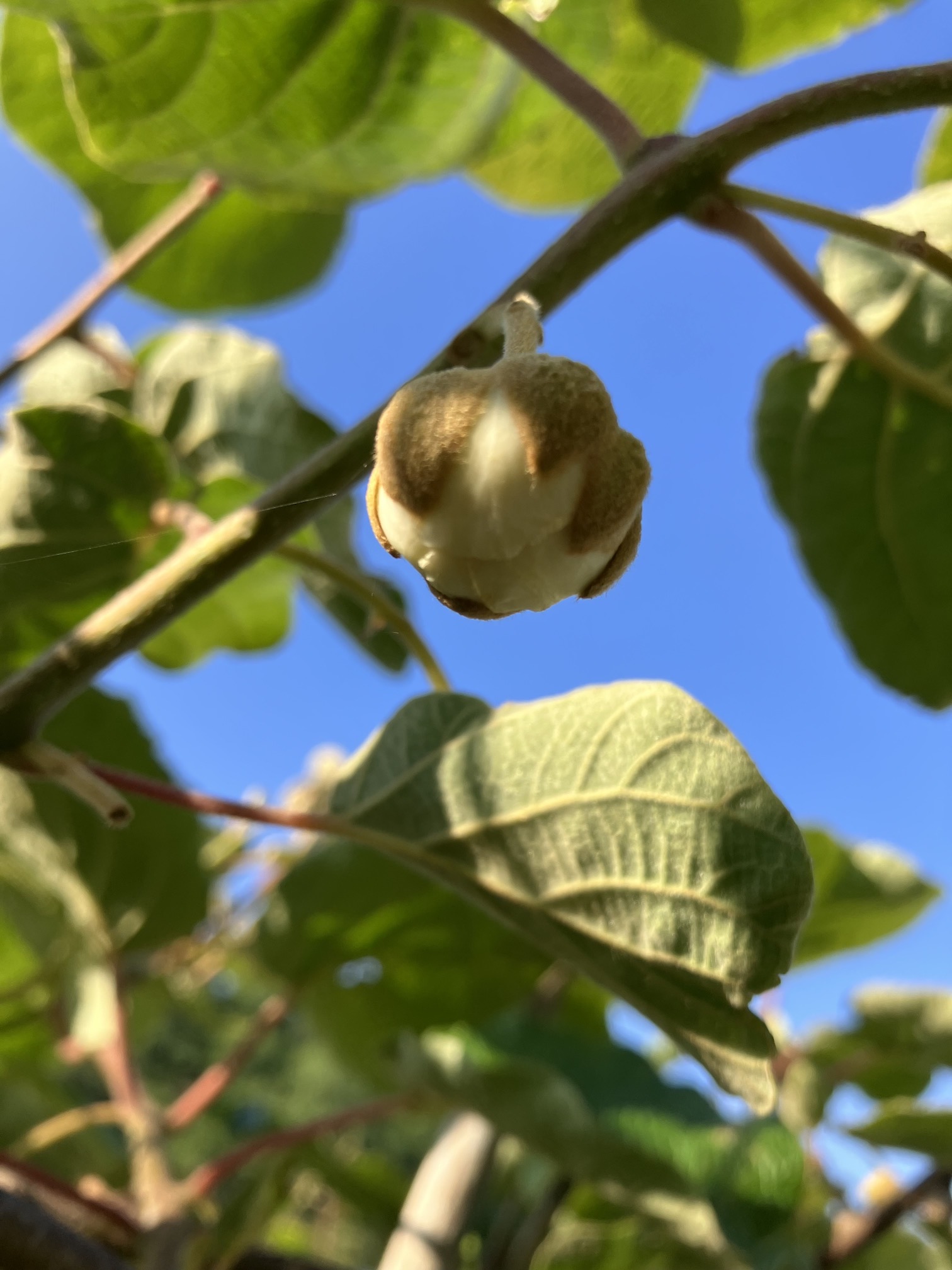 そろそろ受粉の季節がやってきます🥝