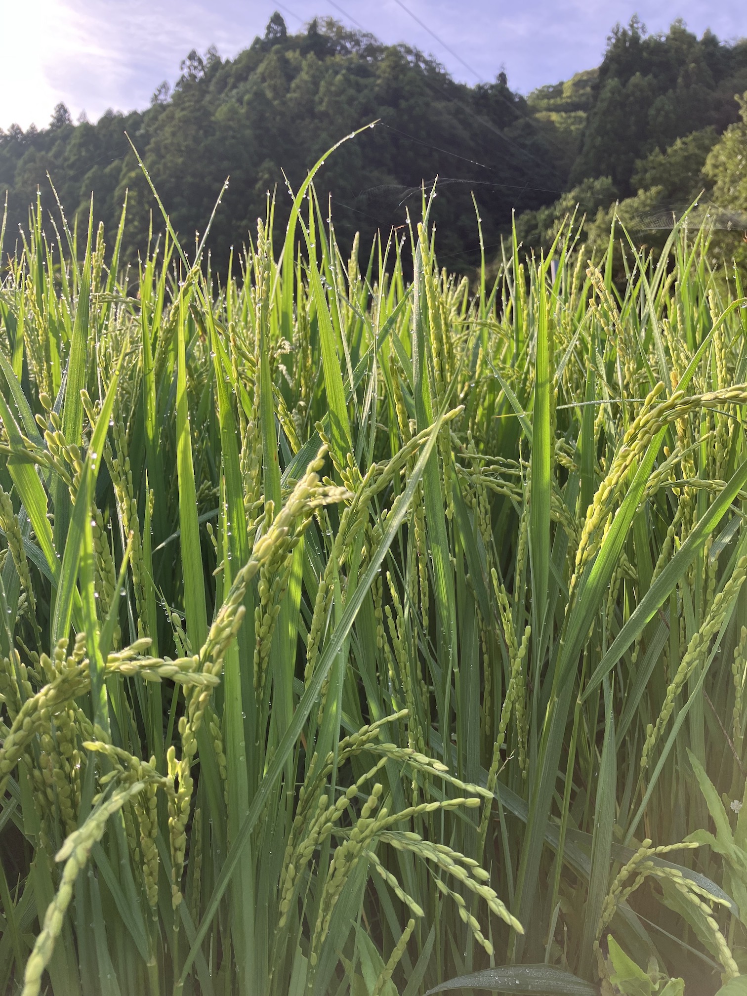 収穫まであと1ヶ月ほど