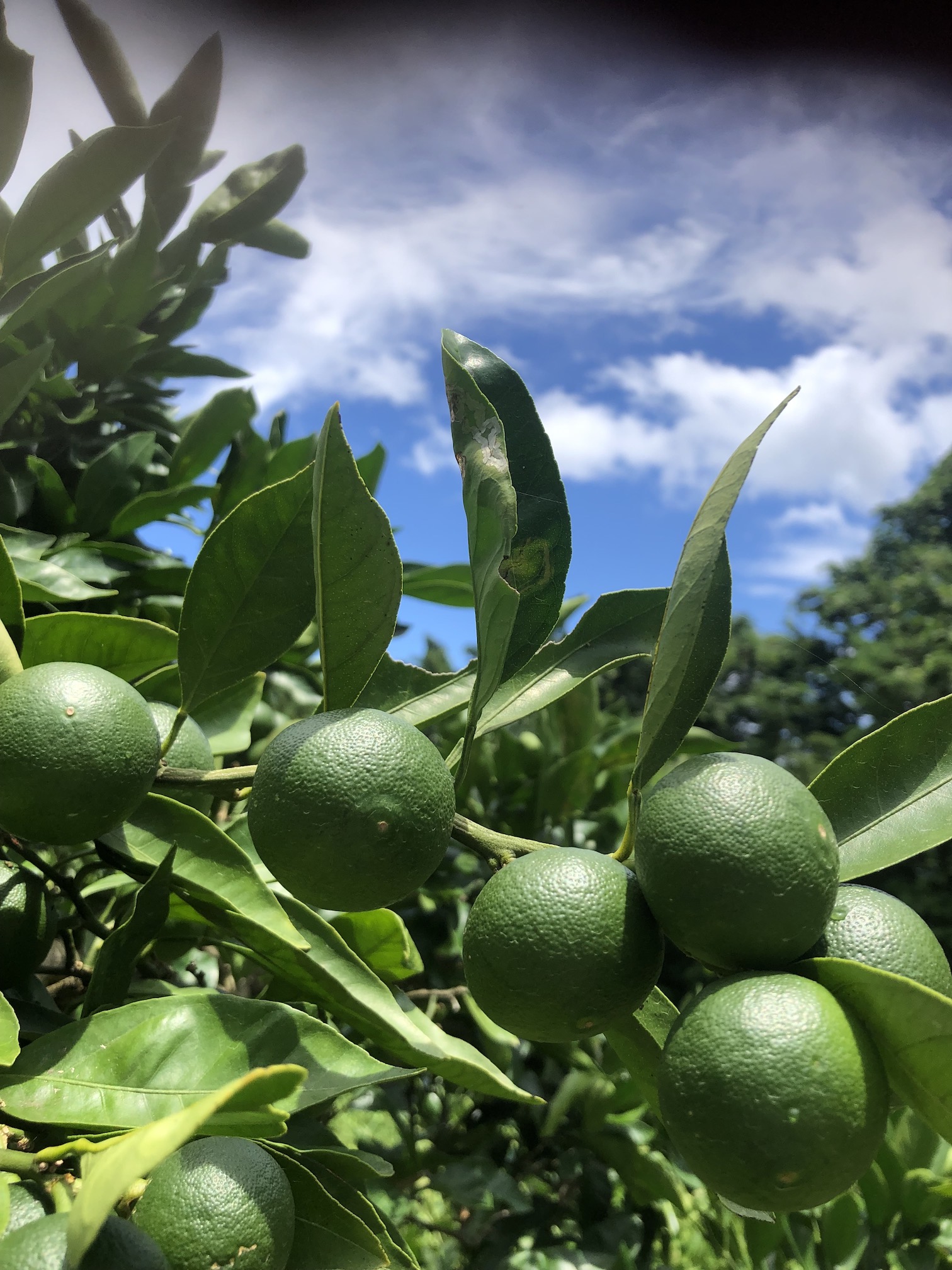 摘果祭り🧑‍🌾