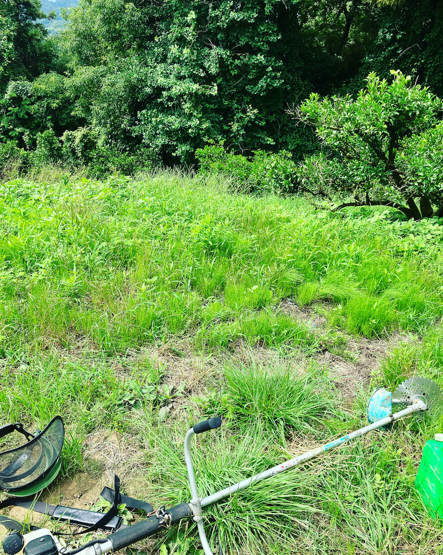 この時期の草刈りは気をつけよう👩‍🌾💦