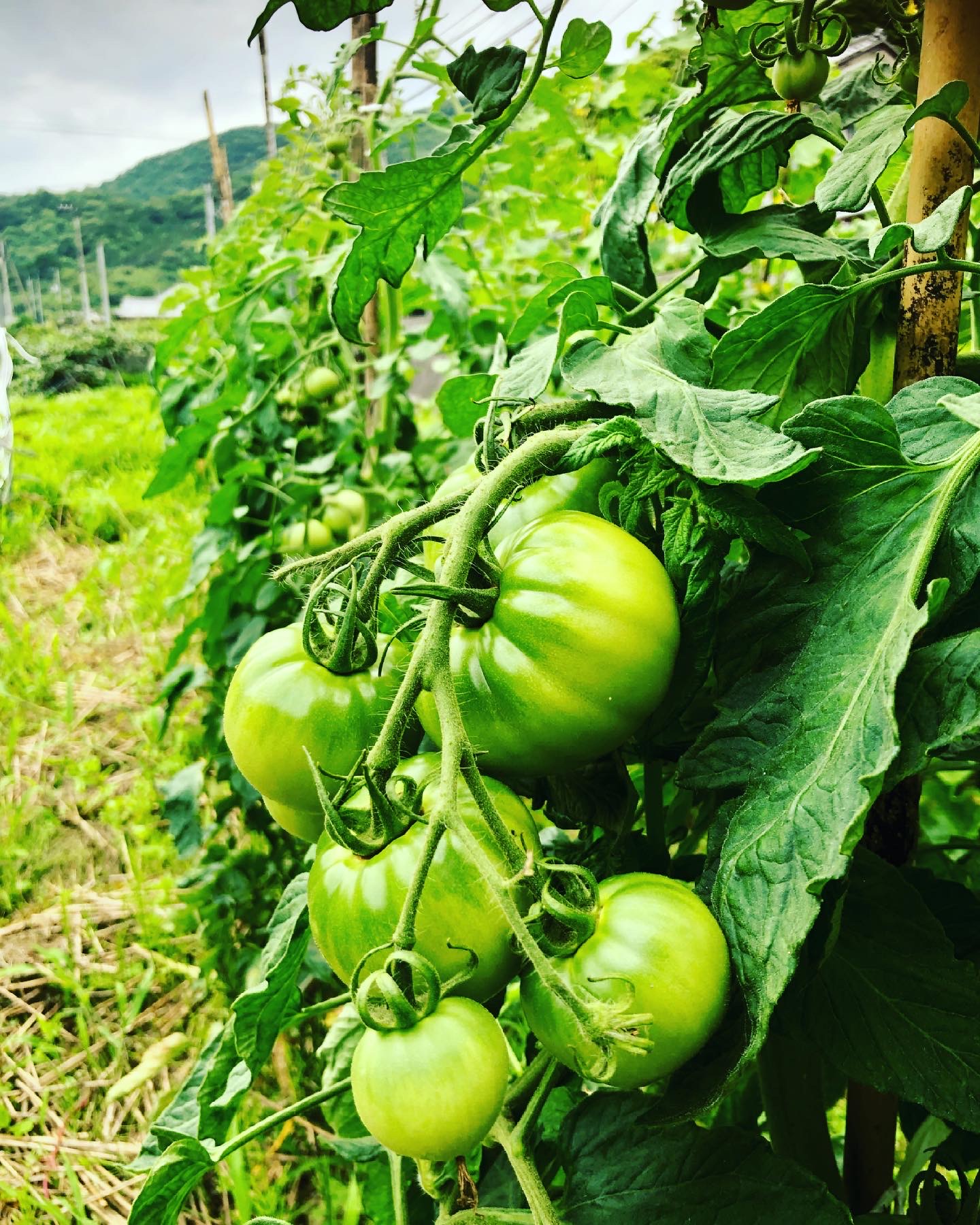 夏野菜も順調に🌽🥒🍆🍉🎃✨