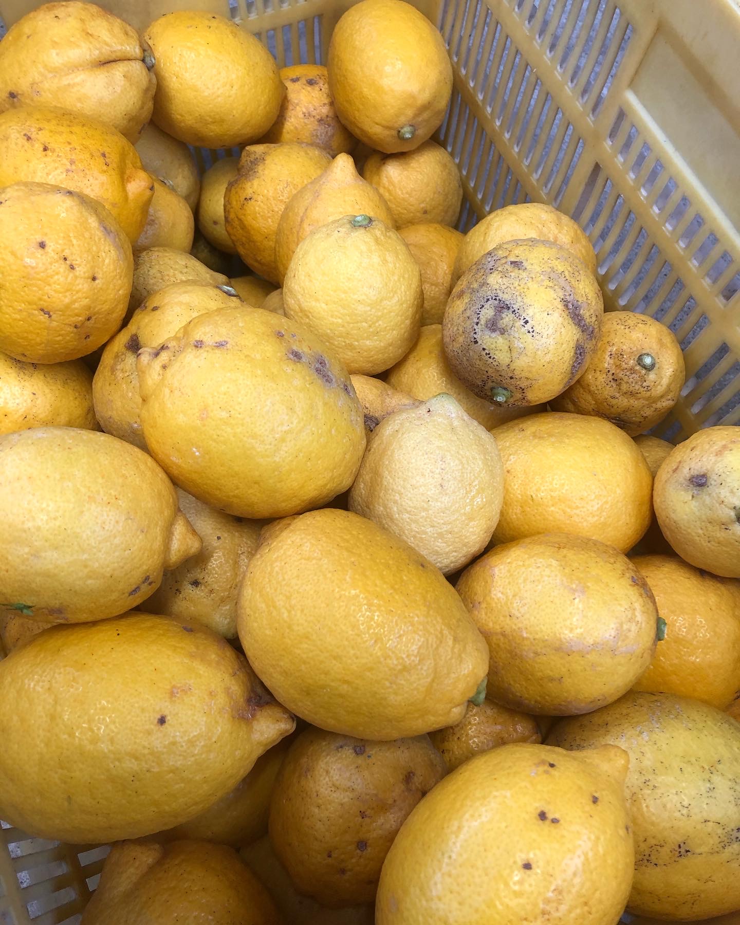 自然栽培のレモン残り僅かとなりました🍋