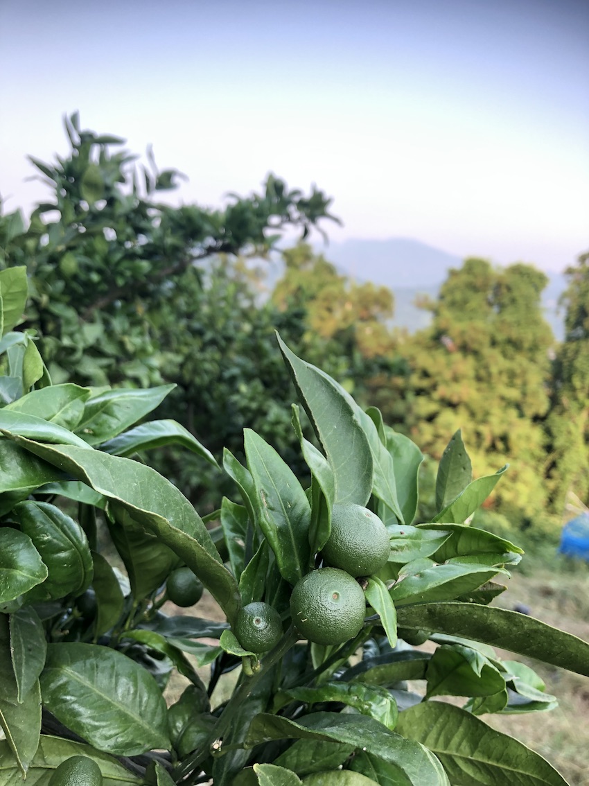 順調に成長しています🍊