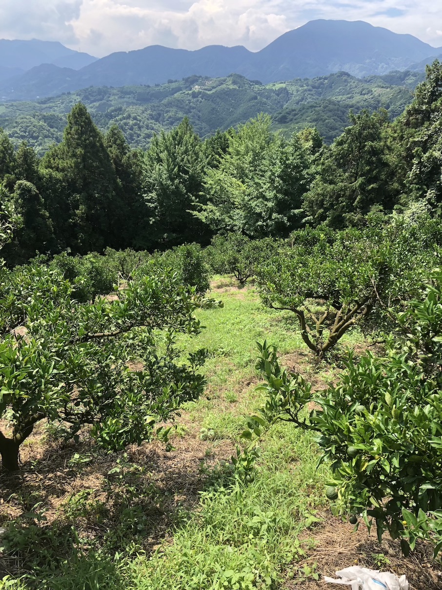 夏の草刈りはお気をつけて！！