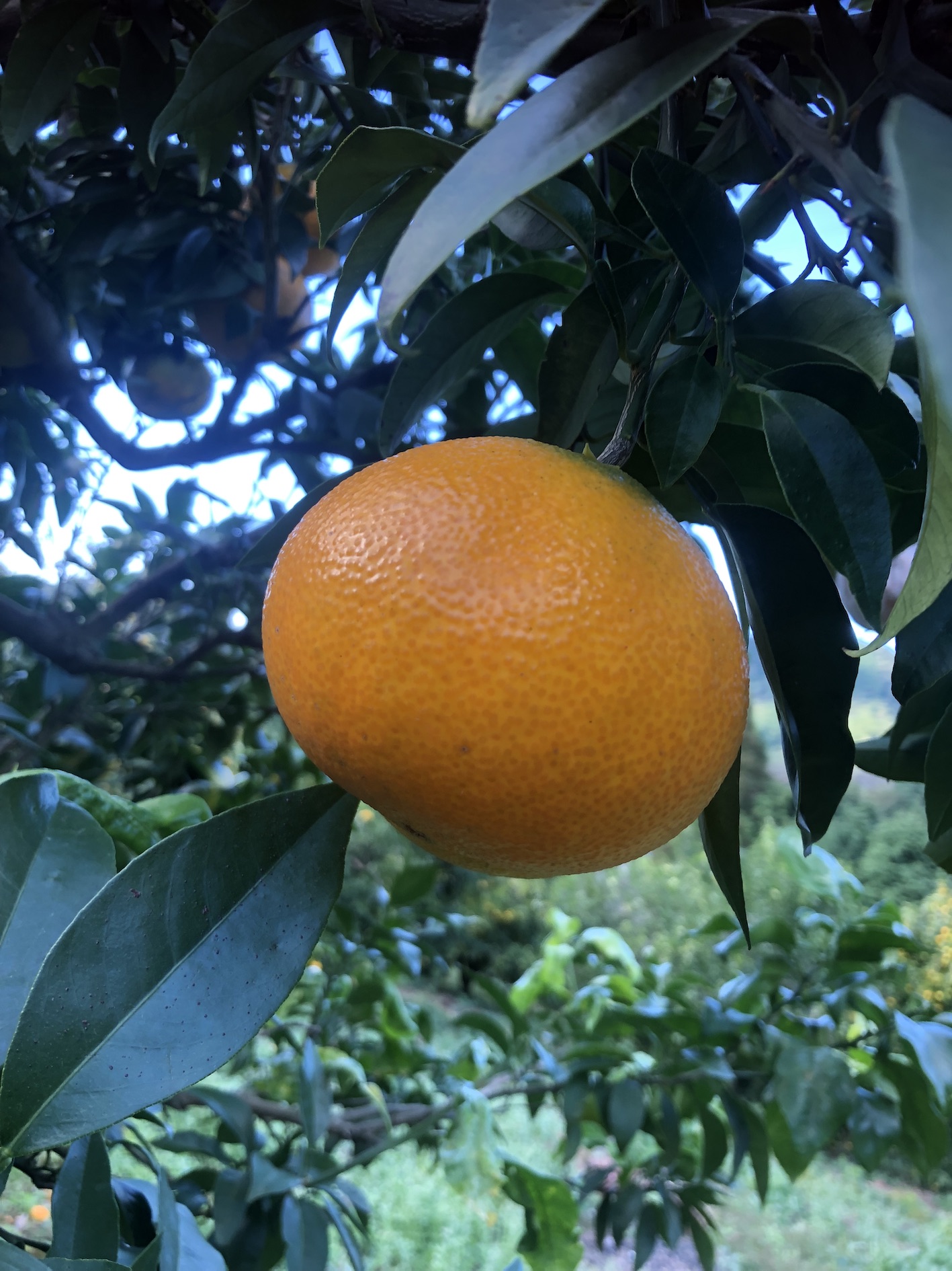 あれっ！？もう出来ちゃった🍊