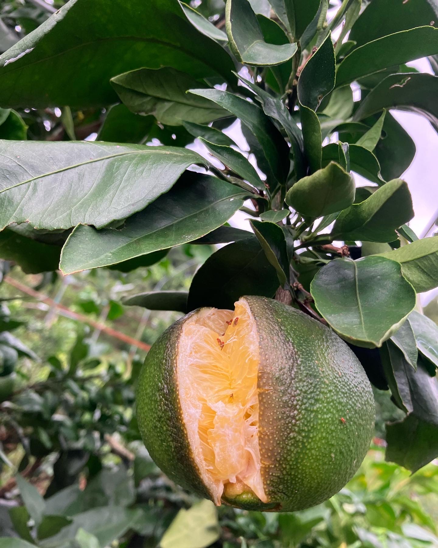 やっぱり割れちゃった🍊^^;