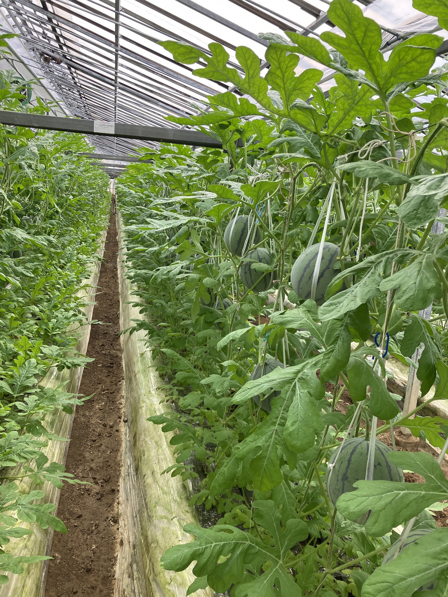 お世話になっている皆さまと園地視察へ🍉🍊