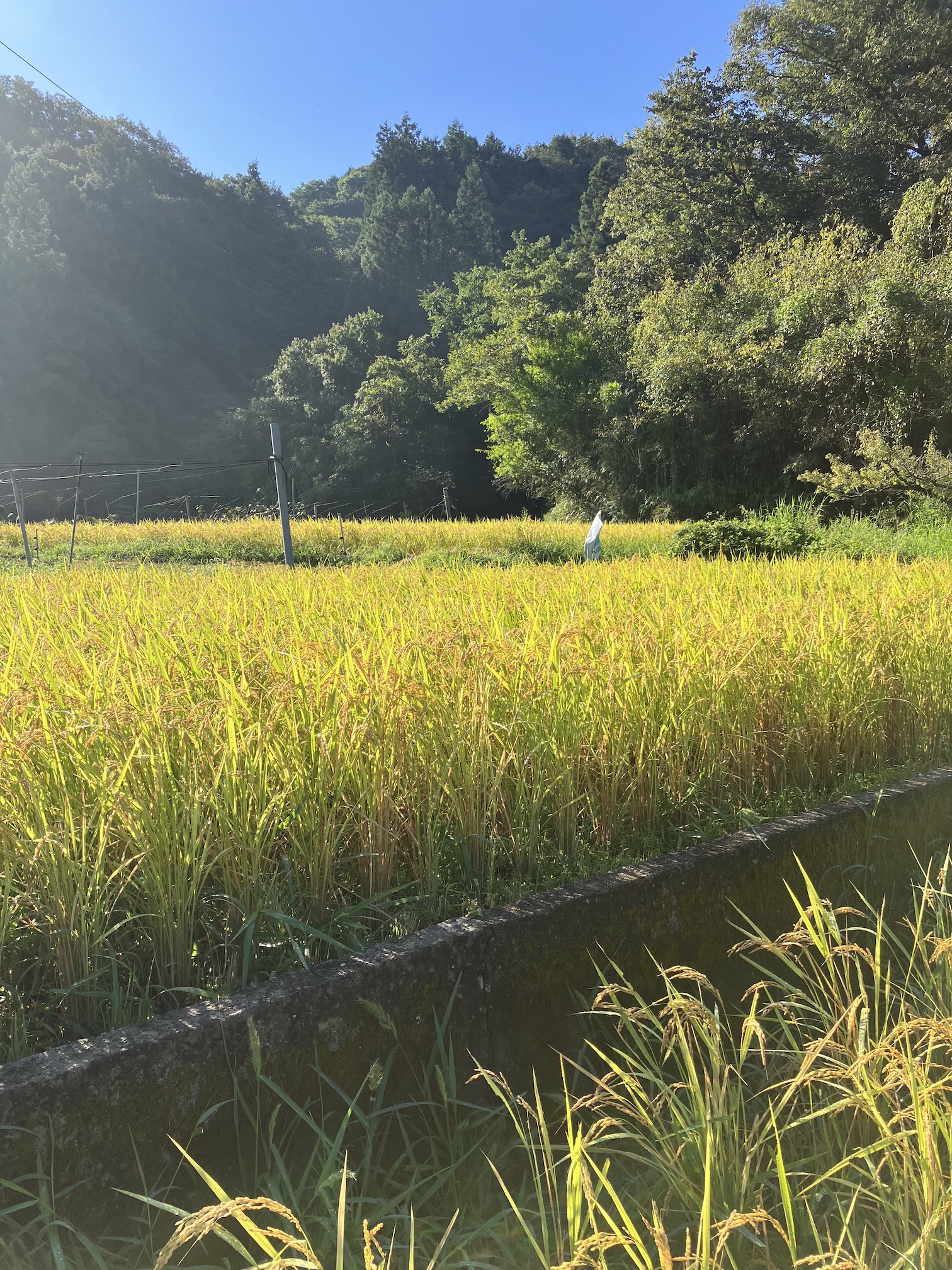 そろそろ稲刈りの準備に🌾