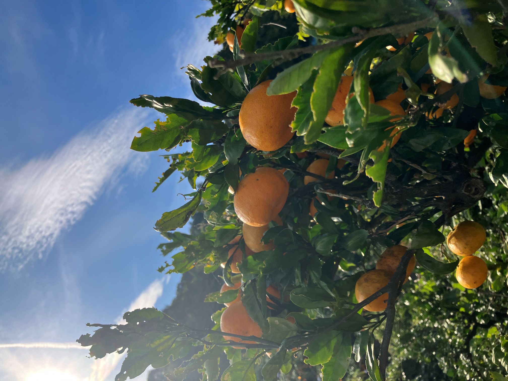 温州みかん残り僅かとなりました🍊