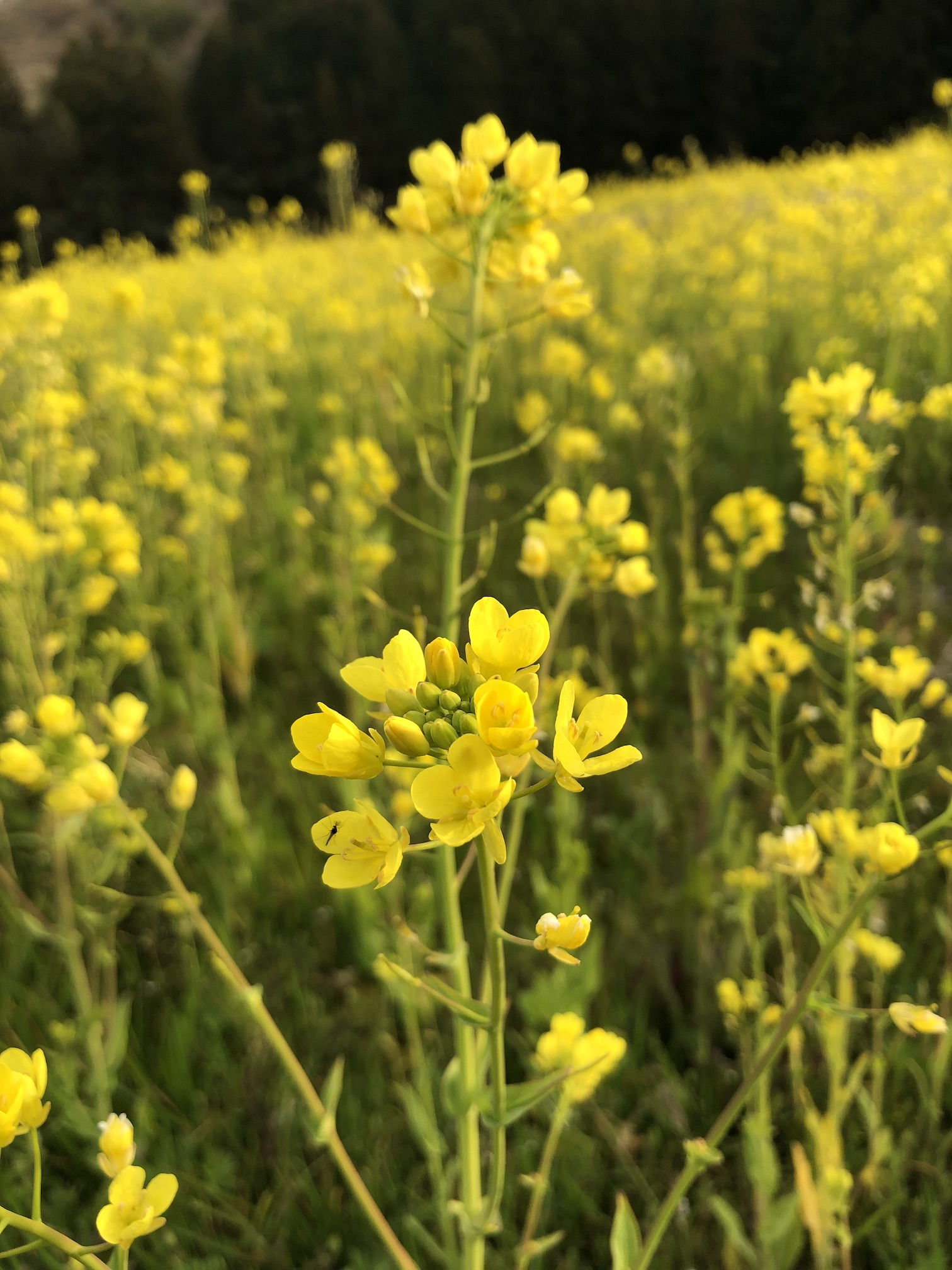 菜の花畑🌼✨