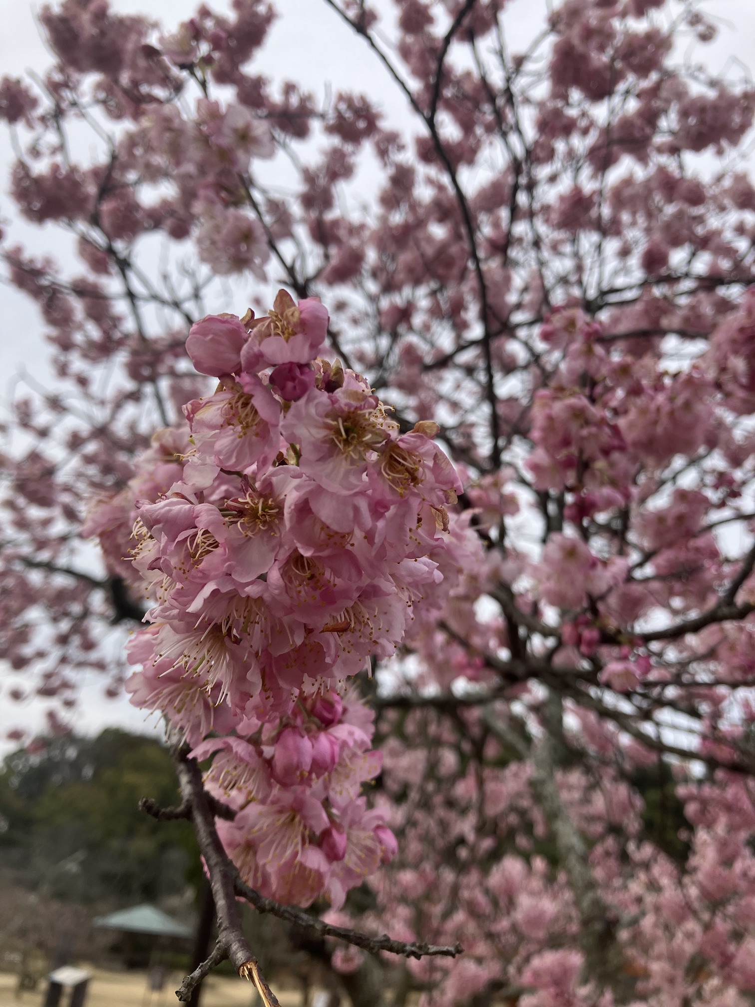 ひと足お先に🌸✨