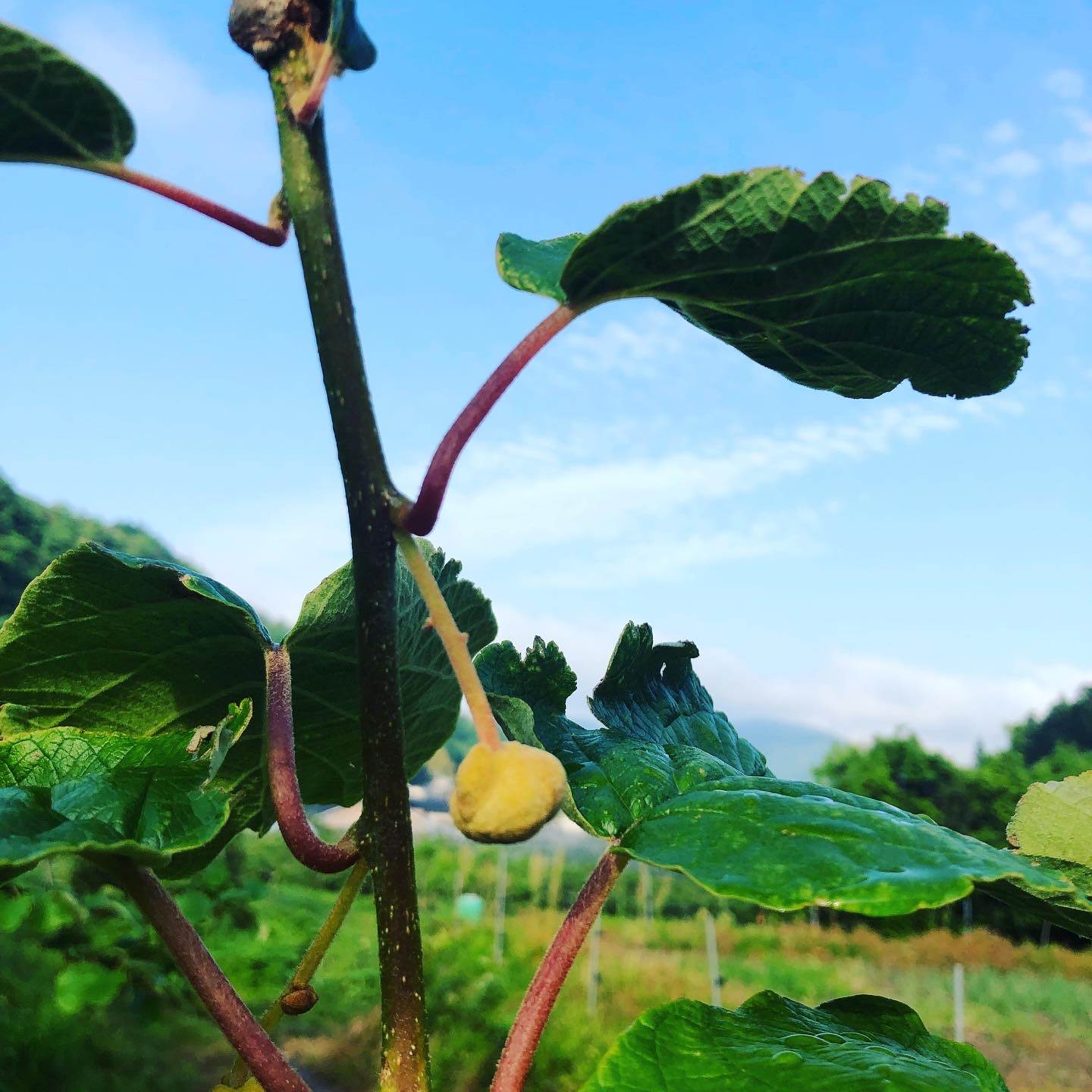 キウイの蕾が大きくなってきました🥝