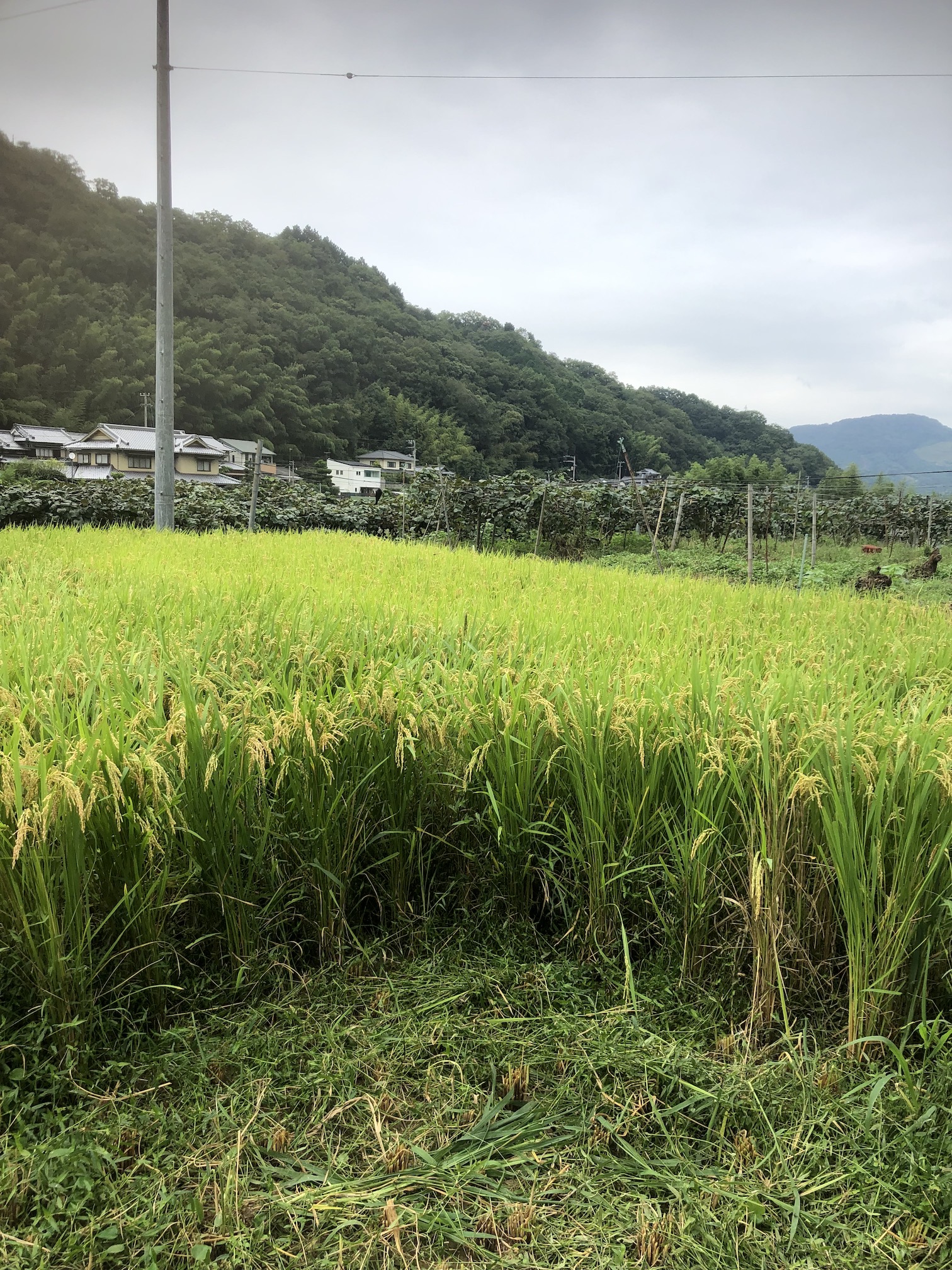 あいにくの雨模様💦
