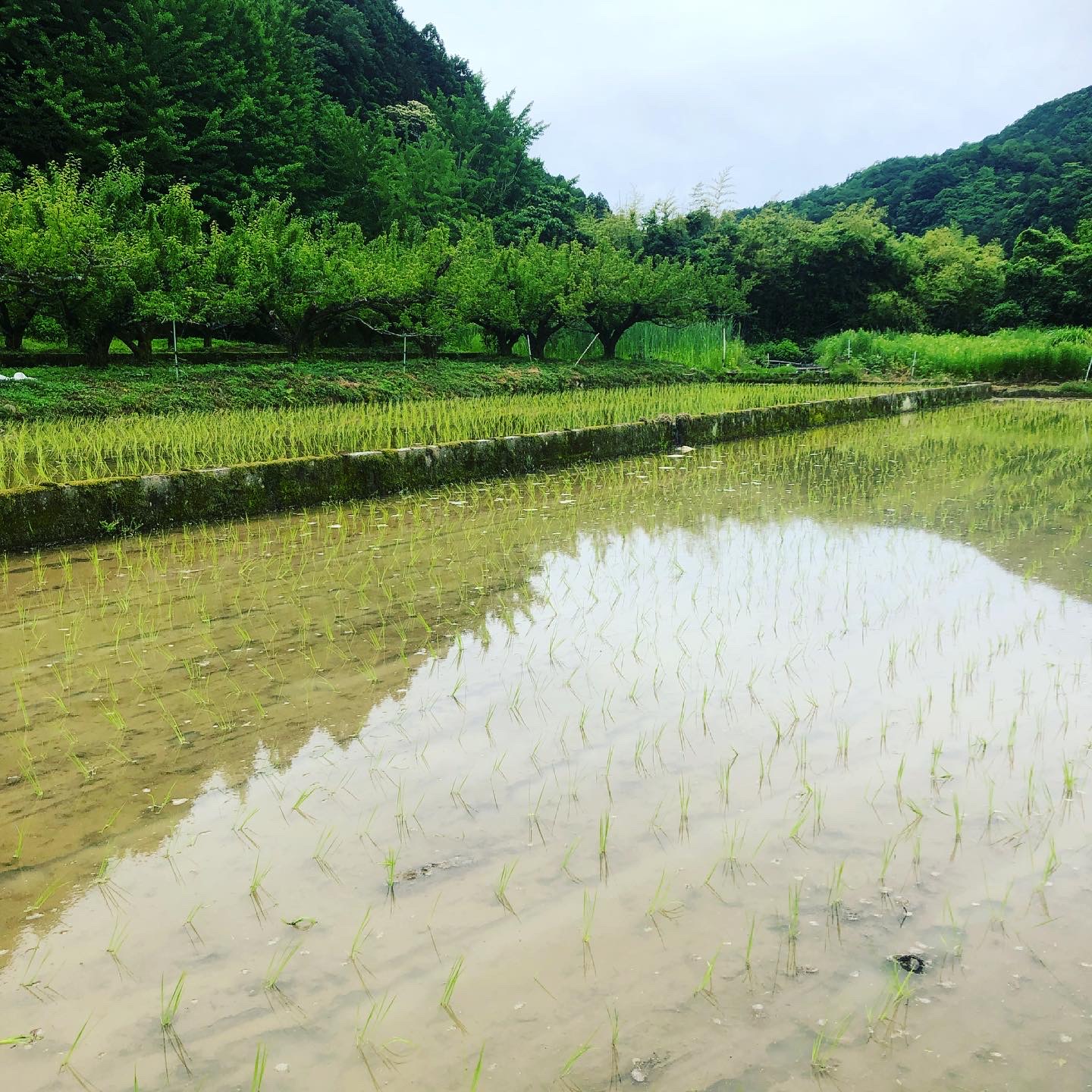 田植え始まりましたー🌾✨