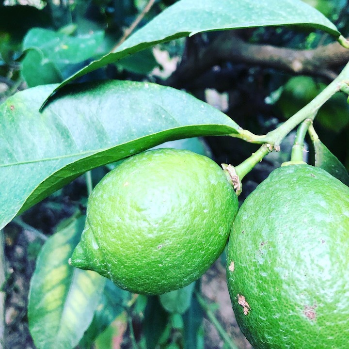 レモンもそろそろ🍋