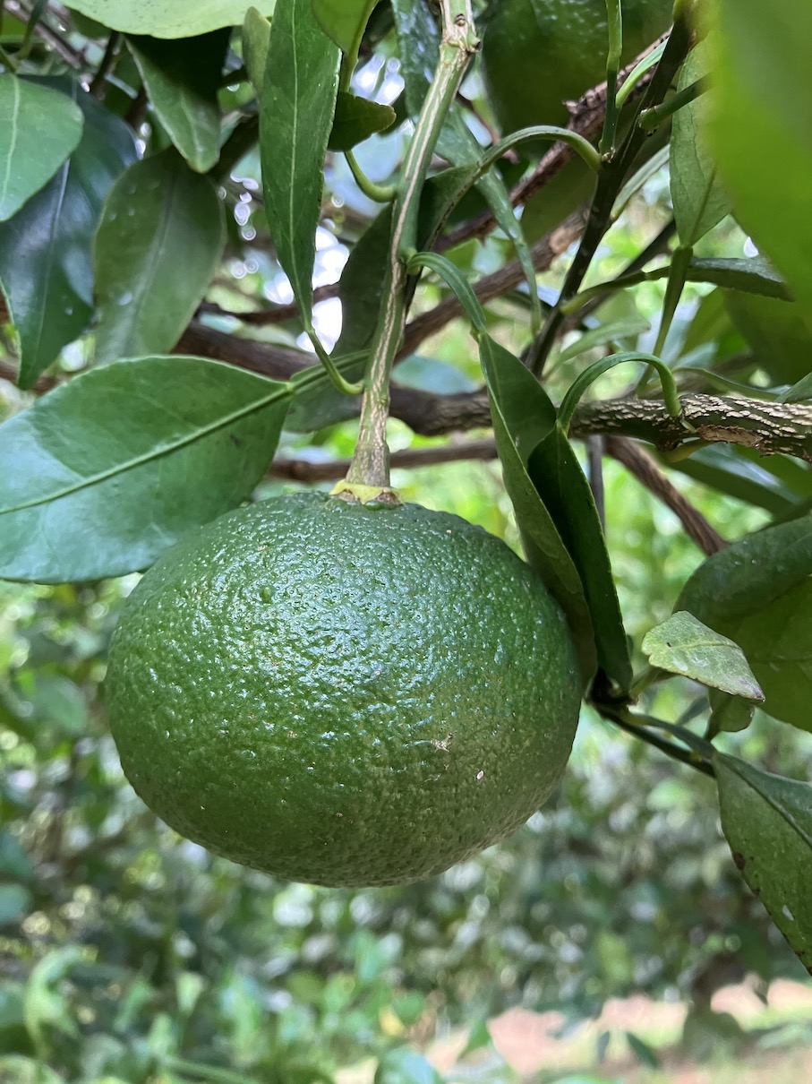 みんな大好き甘平ちゃん🍊