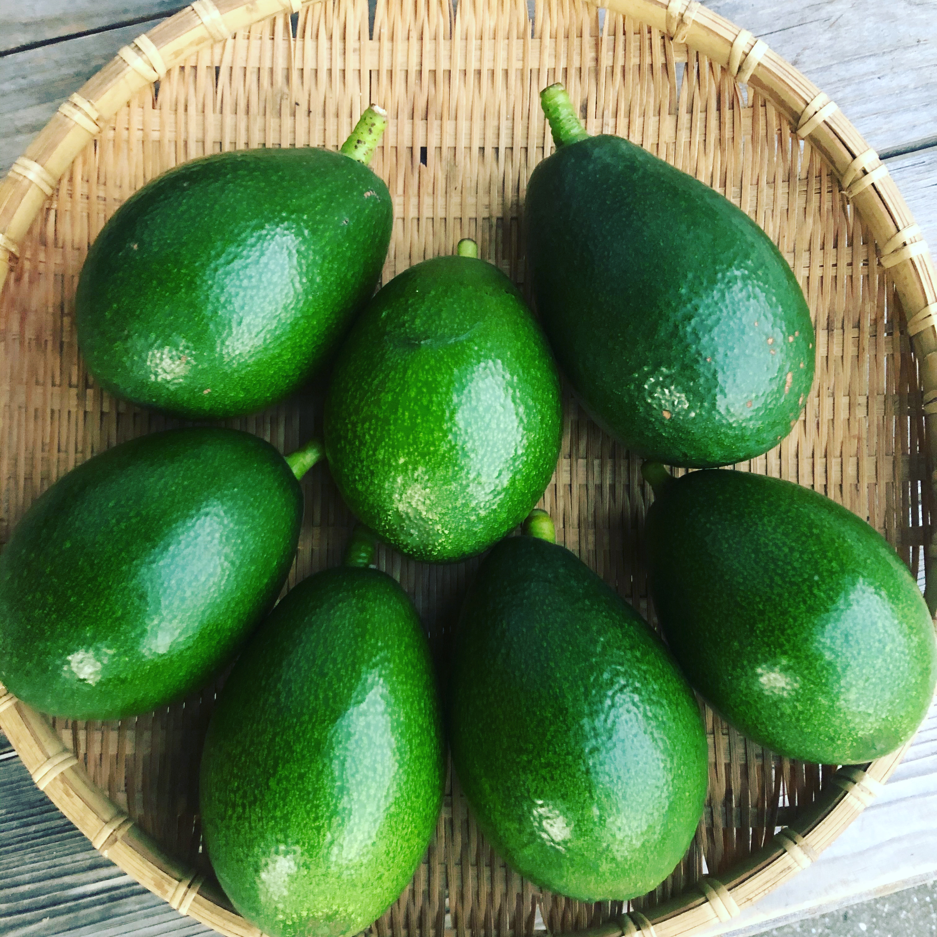 国産アボカド🥑