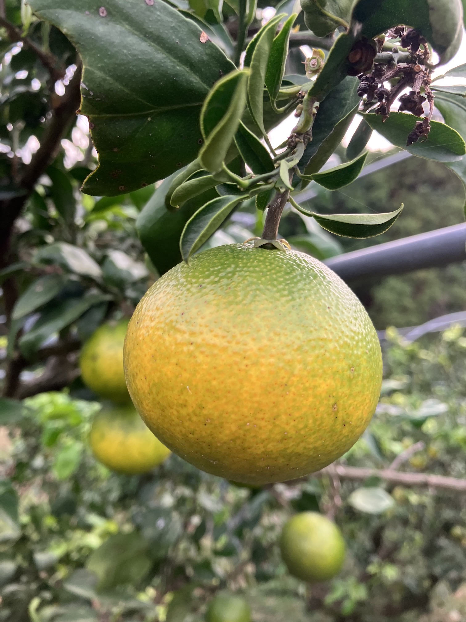 少しずつ色付いてきました🍊