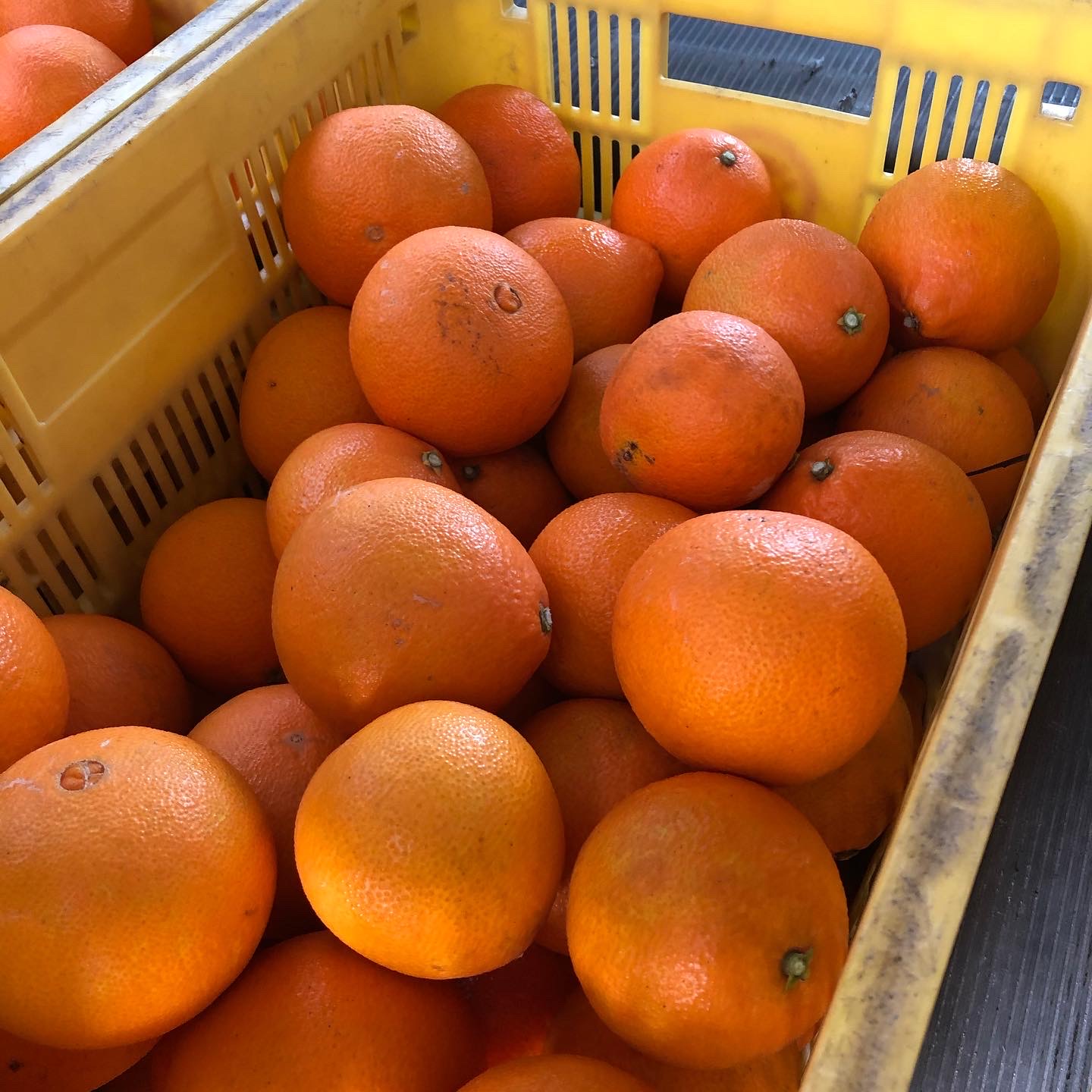 たくさんのご注文ありがとうございます🍊♪