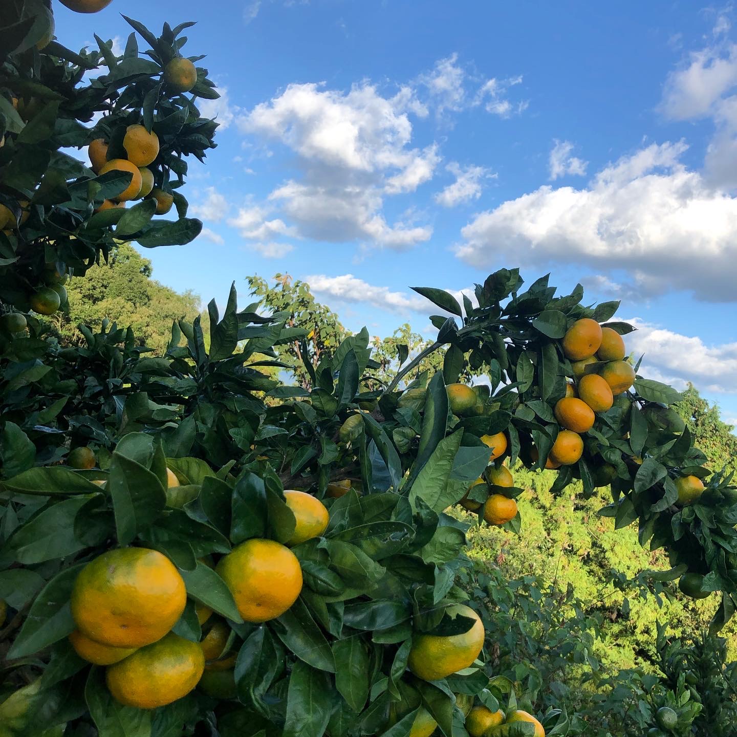 この時期がやってきましたー🍊