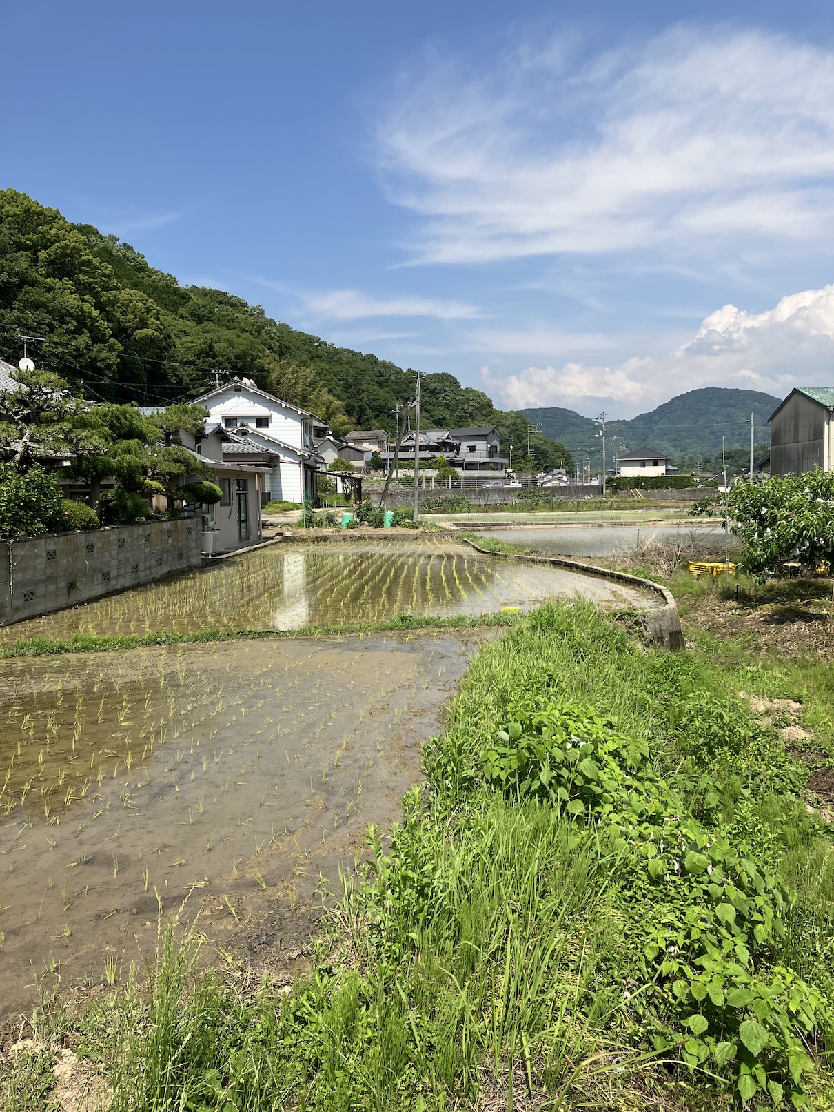 今年の田植えも終わりましたー🧑‍🌾