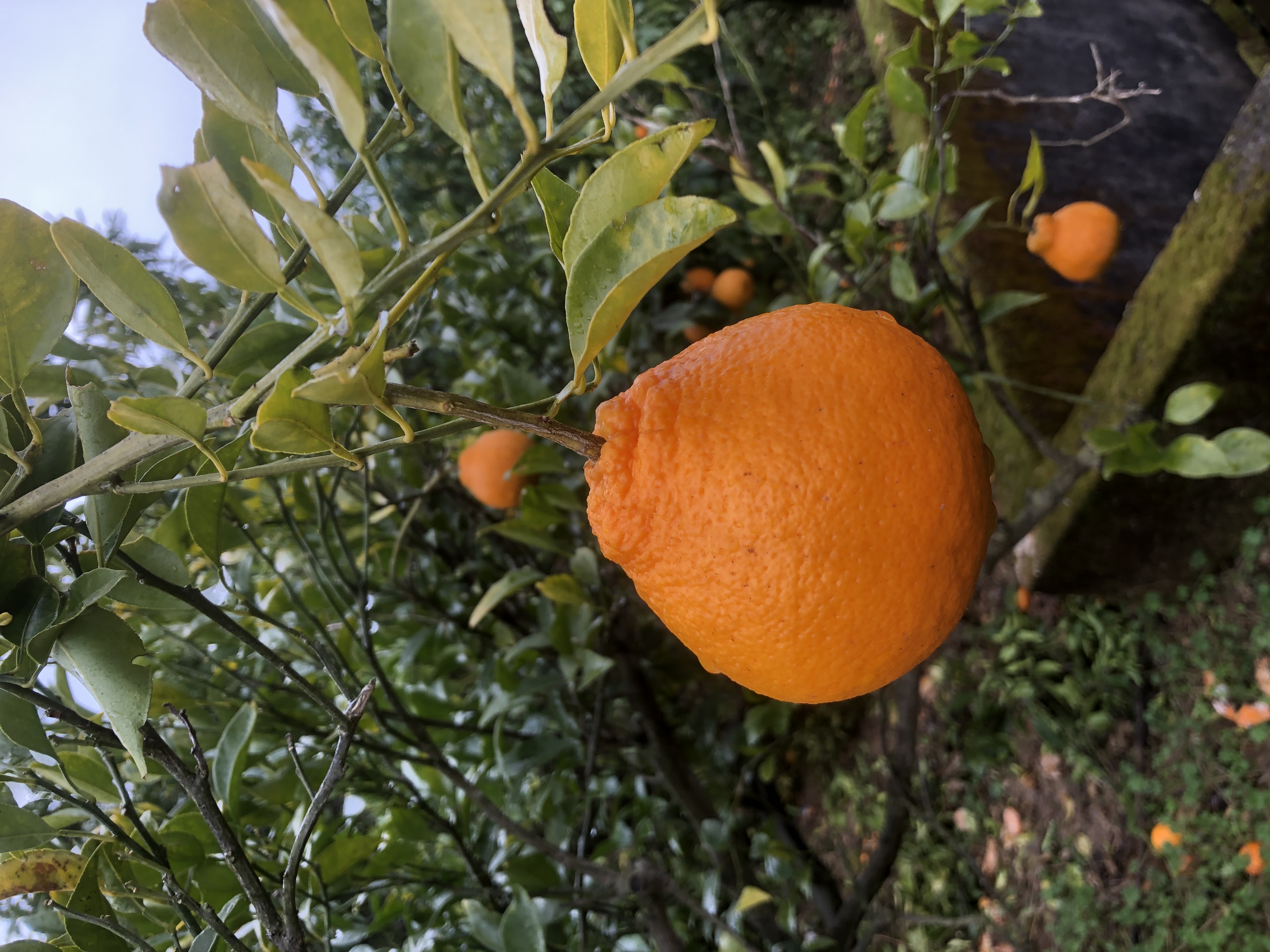 不知火収穫中🧑‍🌾🍊
