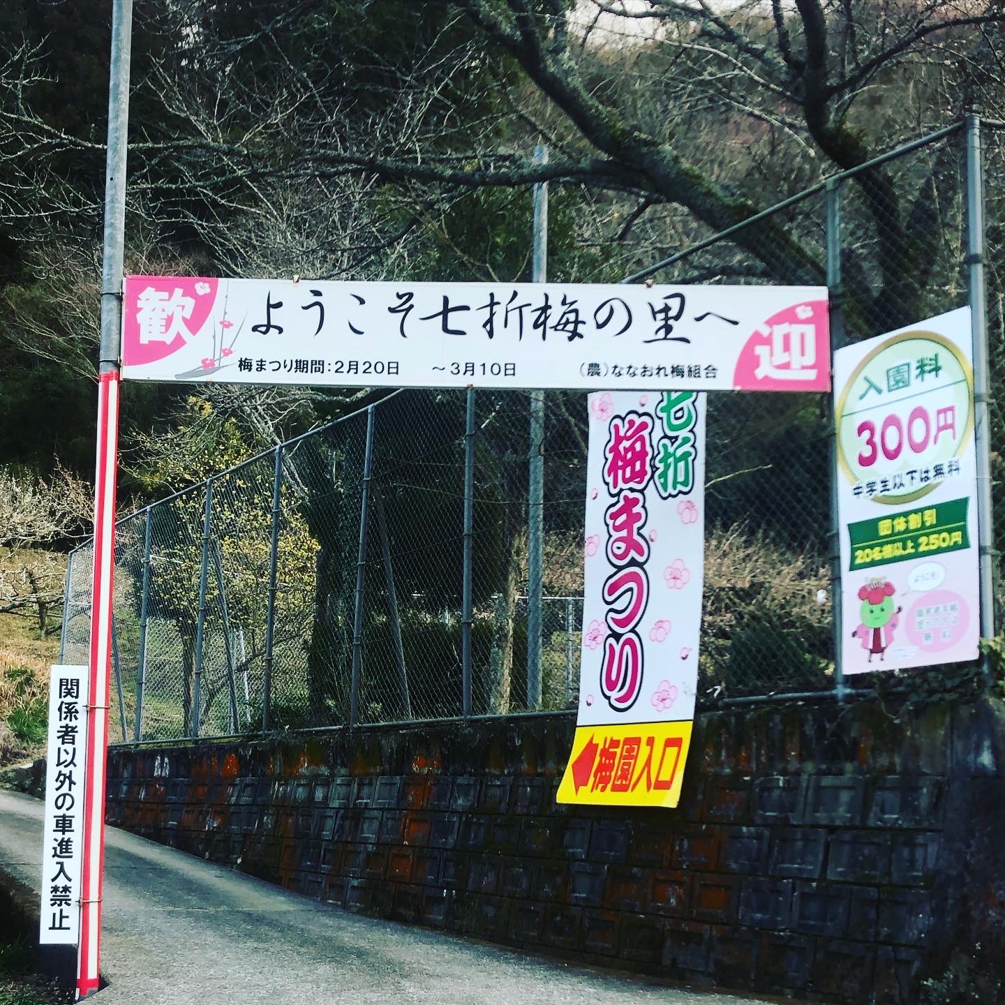 七折梅まつり開催しまーす🌸✨