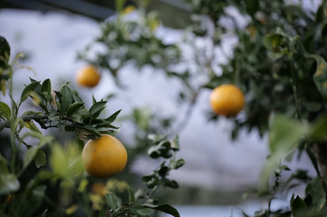 日々の移り変わり🍊