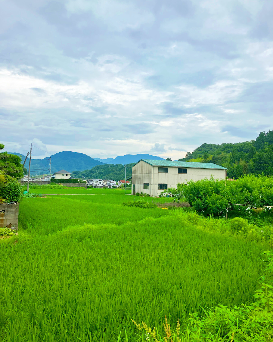 綺麗な真緑に🌾