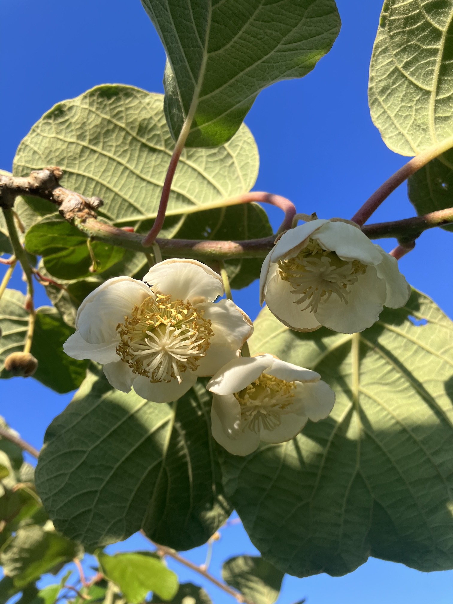 花が咲いてきました🌸🥝