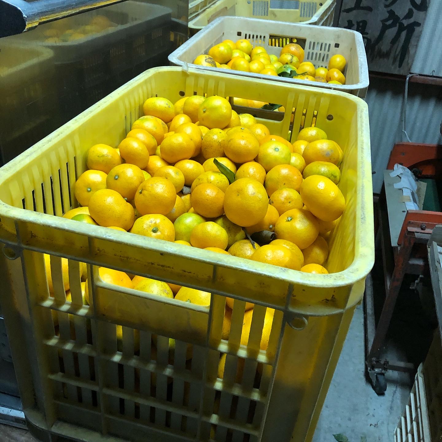 おかげさまでご好評頂いております🍊
