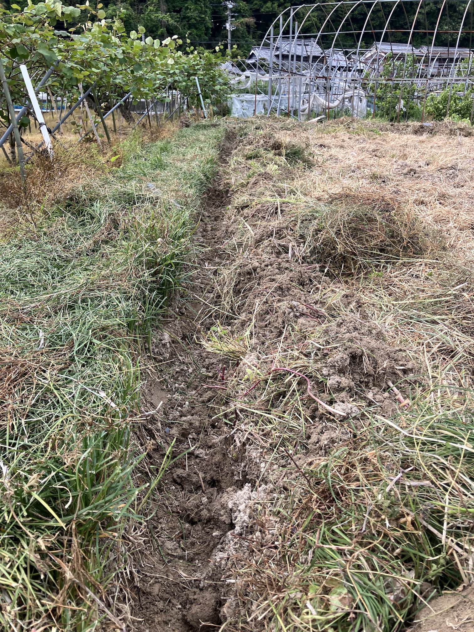 畦作り🧑🌾