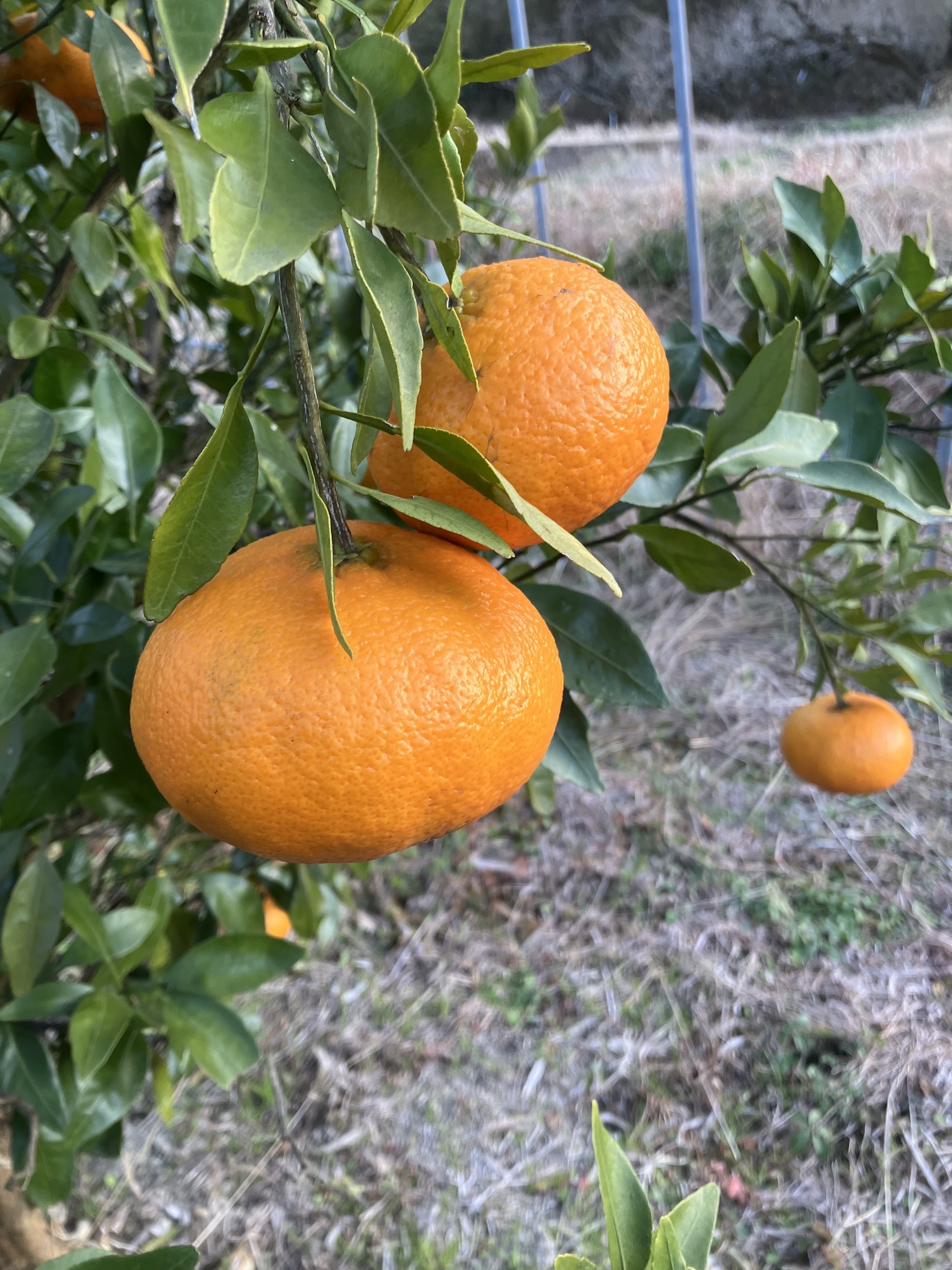 間も無く販売開始致します🍊✨