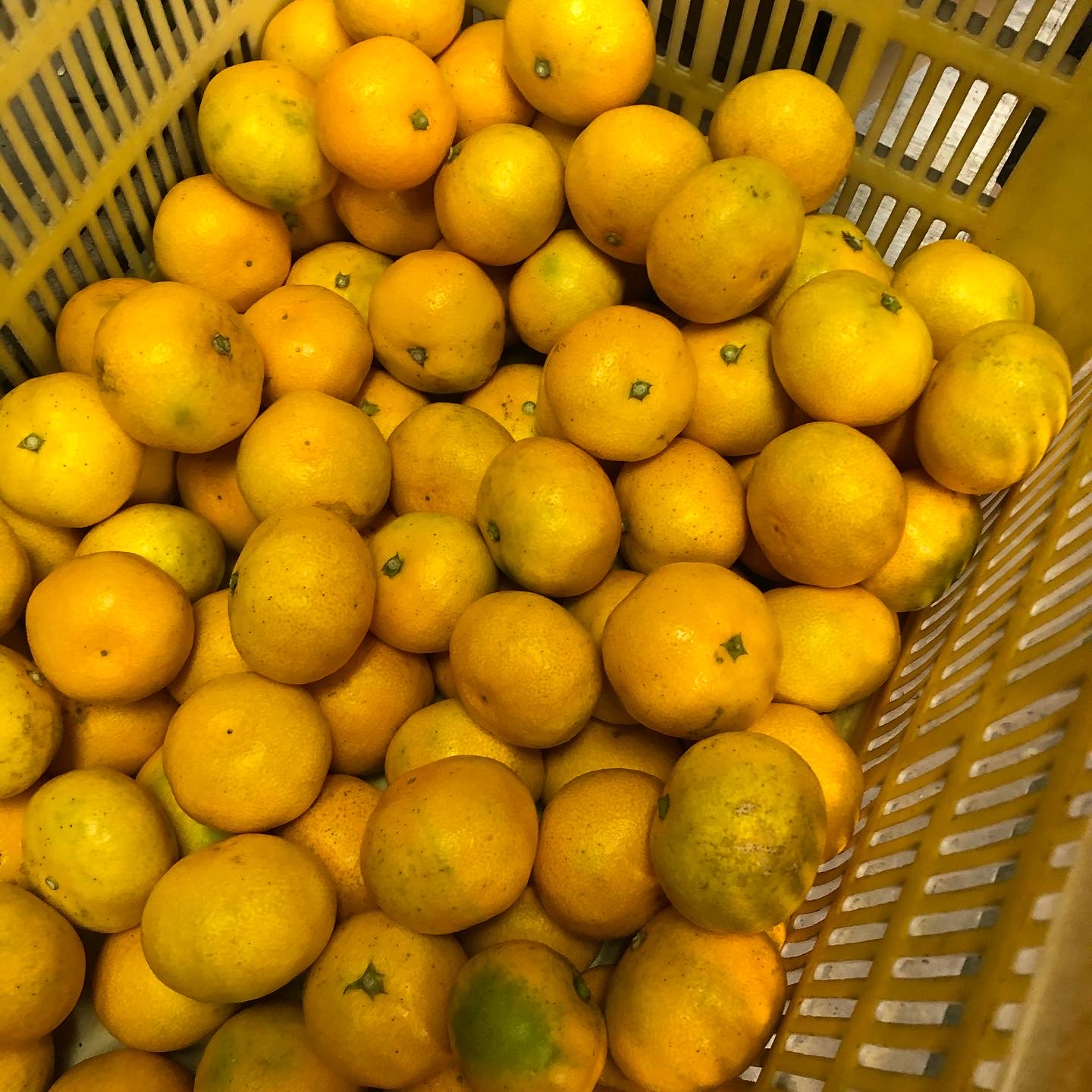 みかんの販売終了致しました！