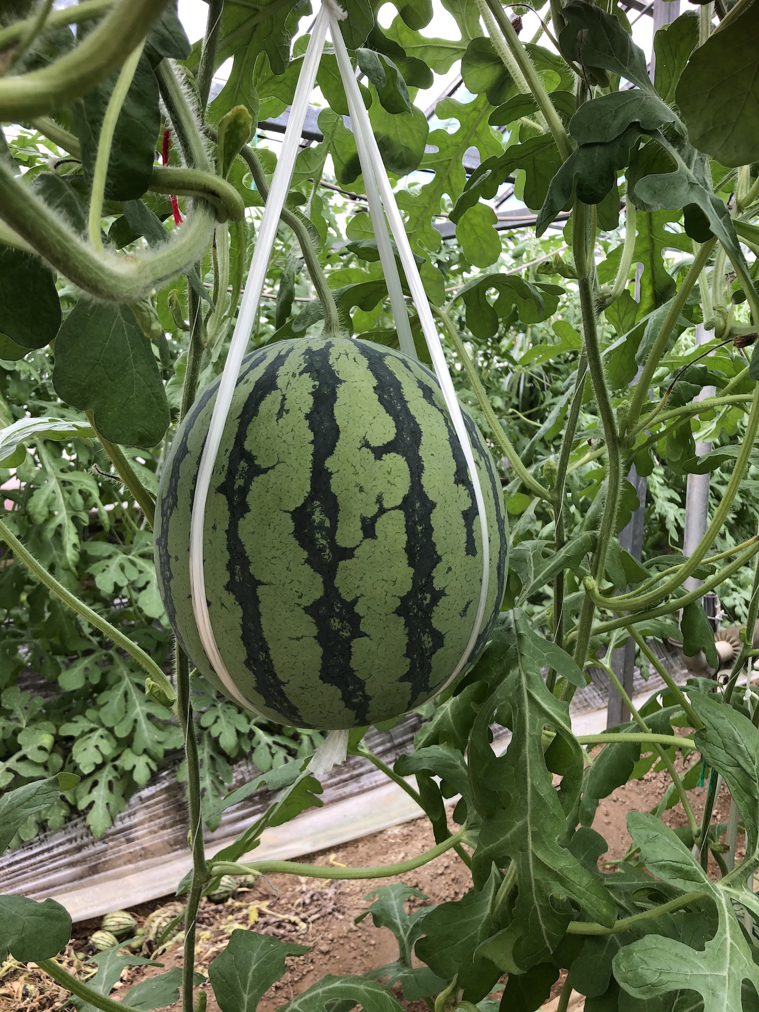春のアンテナスイカ終了まで残り僅か🍉
