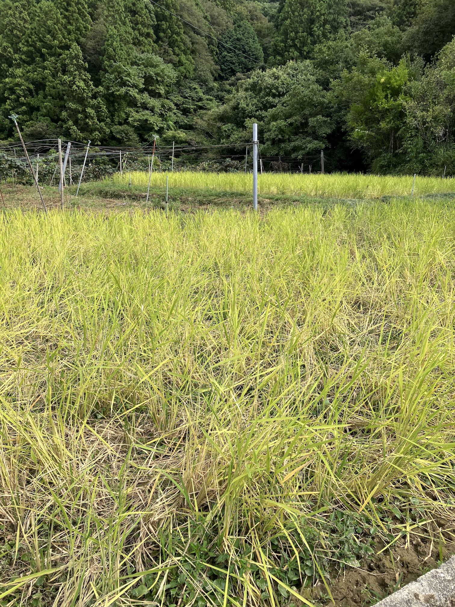 猪が田んぼに入ると🐗🌾