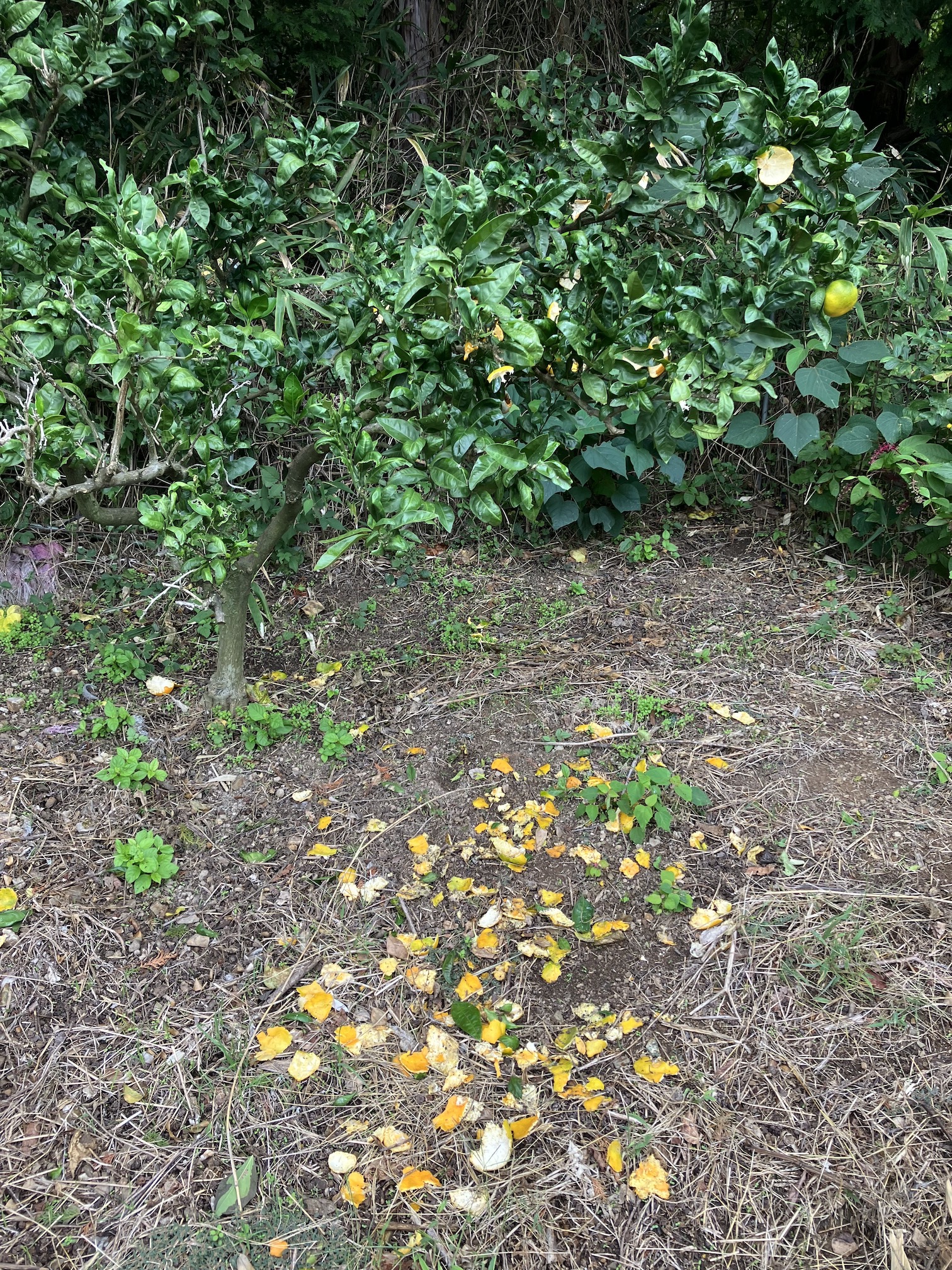 今年のみかんの販売について🍊🙇‍♂️
