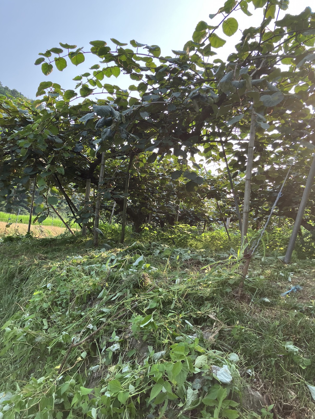 今年も修行が始まりました🧑‍🌾💦