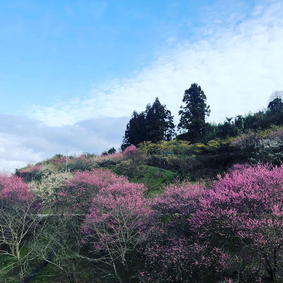 梅の花