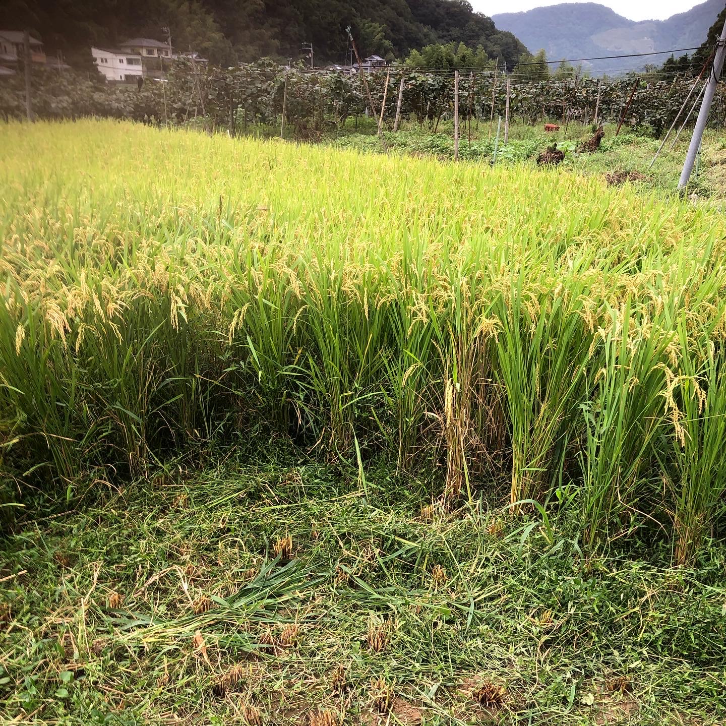 稲刈り前に🌾