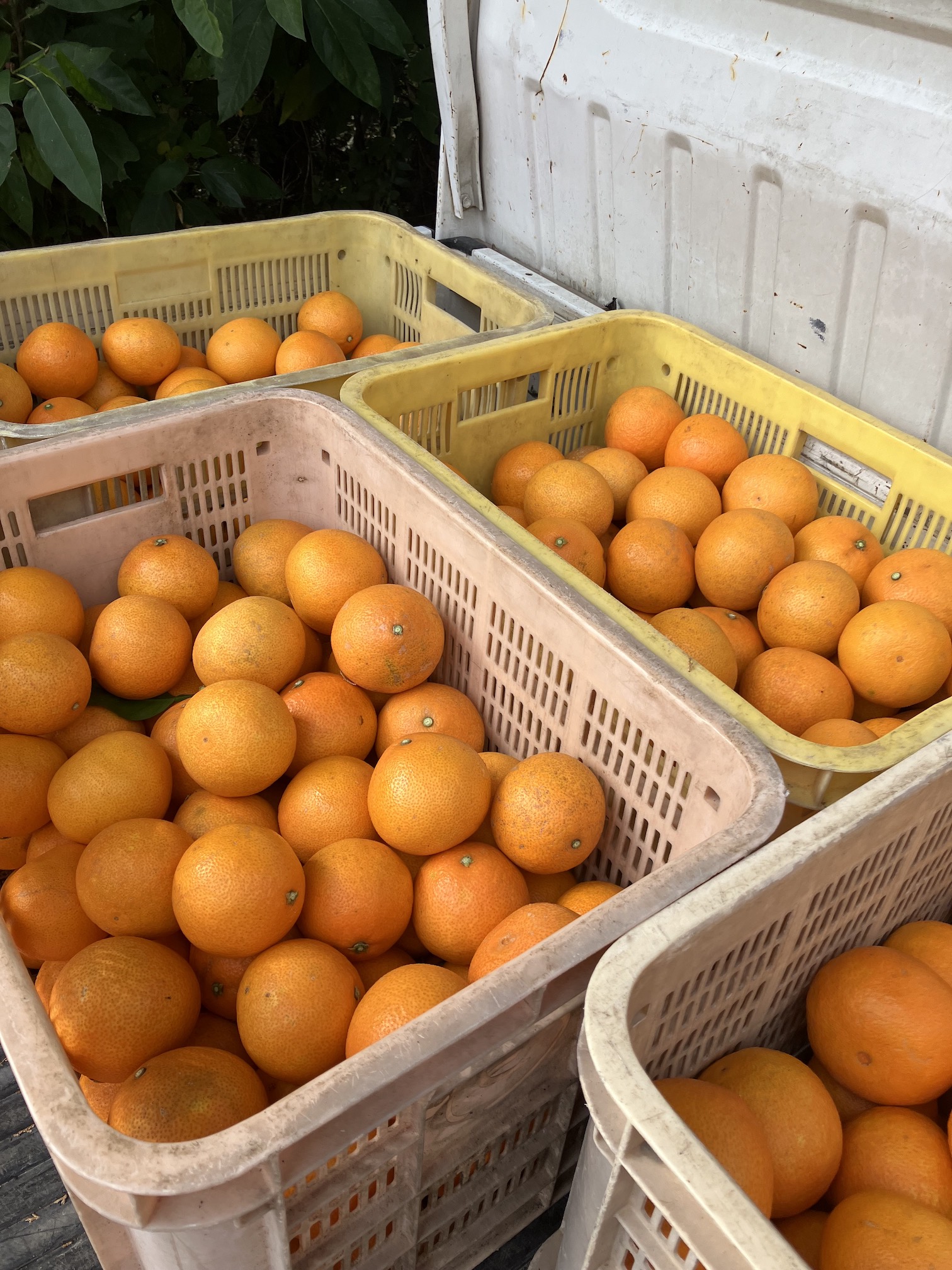 収穫も進めております🍊