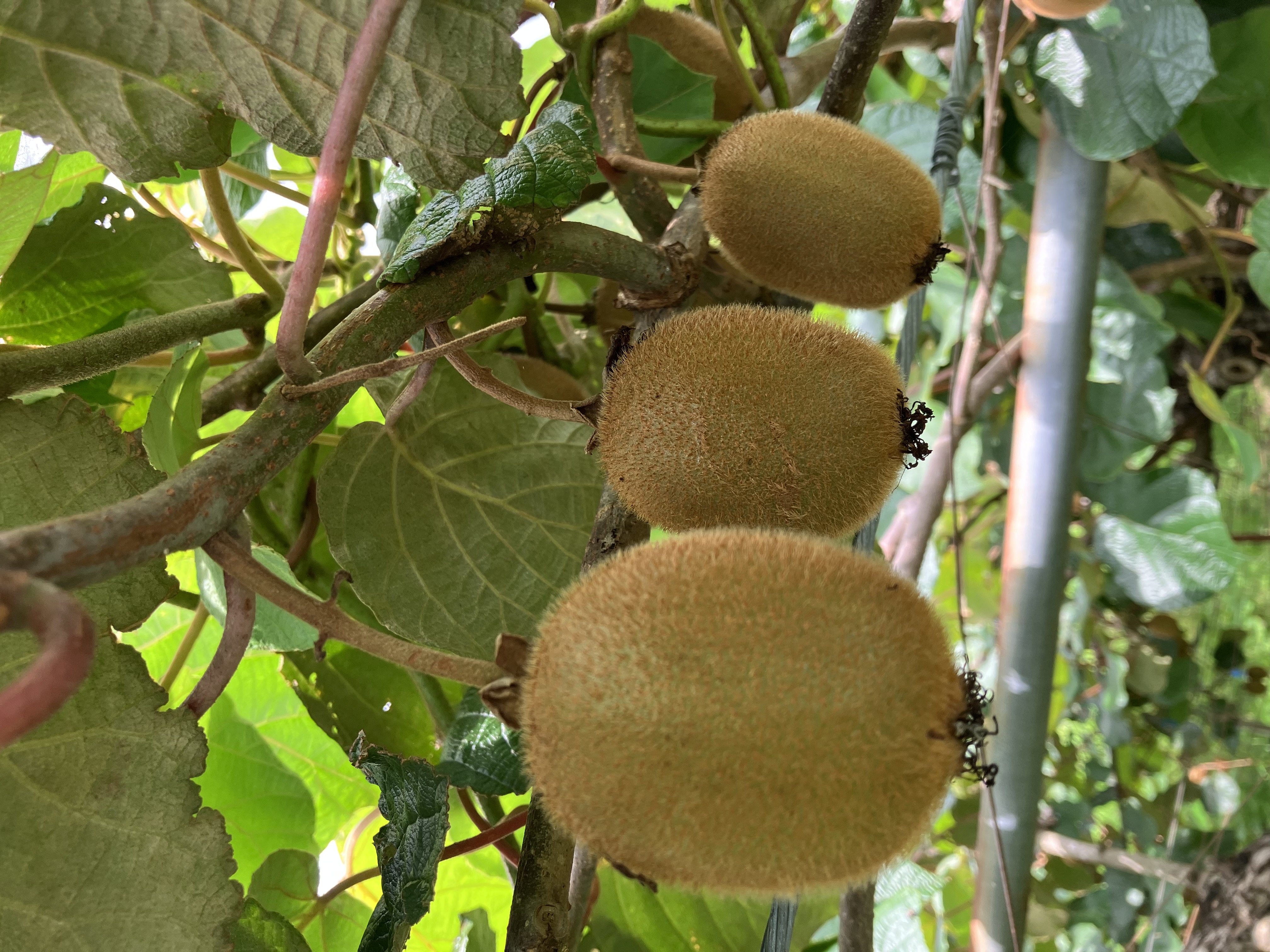先日の雨のおかげで🥝✨