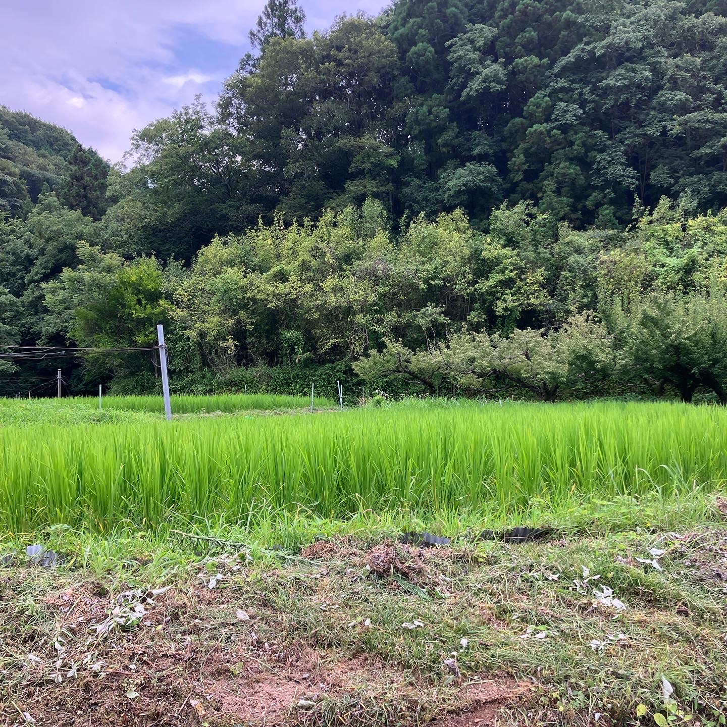 連日の草刈りday👩‍🌾