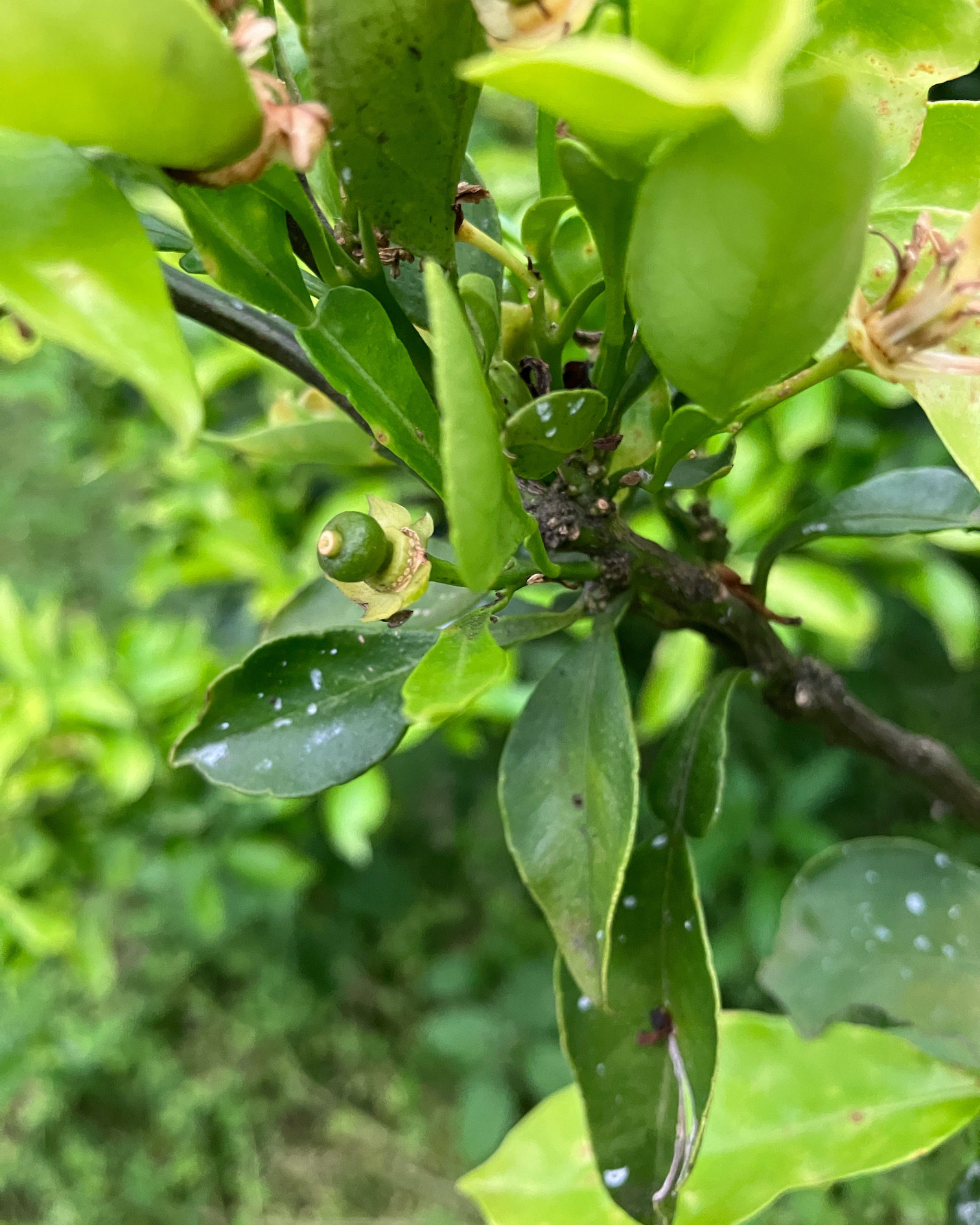柑橘も順調に成長中🍊🧑‍🌾