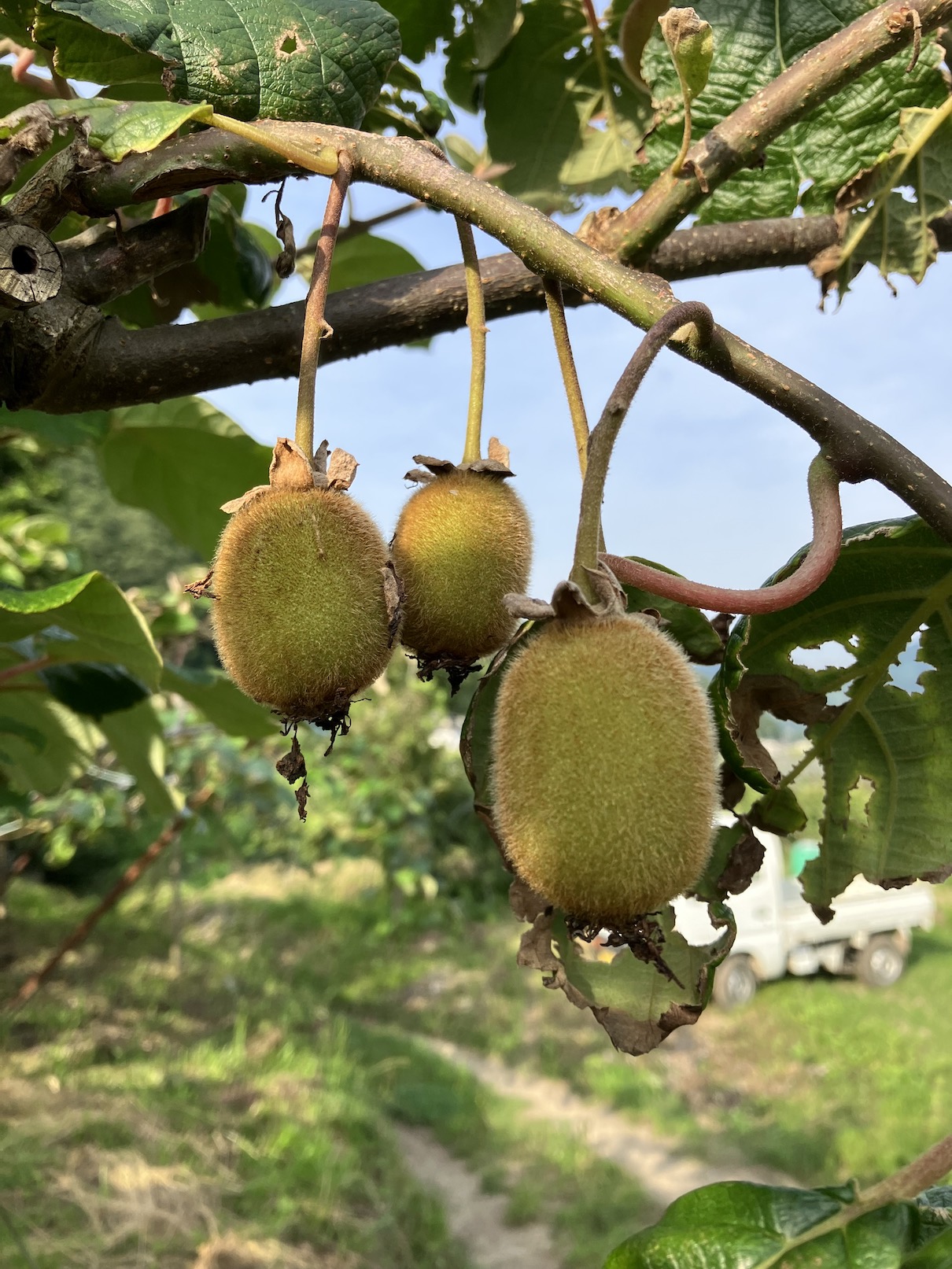 一気に成長🥝🧑‍🌾